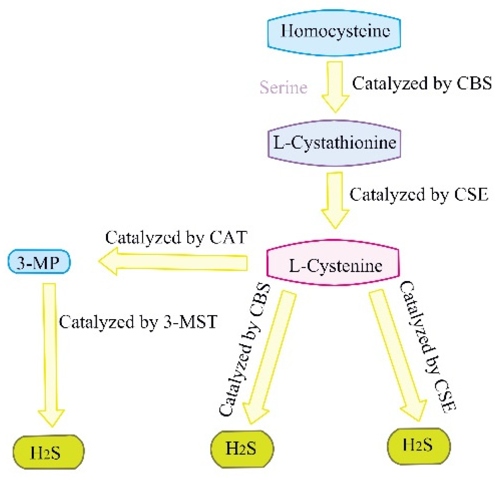 Ijms 23 04035 g002 Ijms 23 04035 g002
