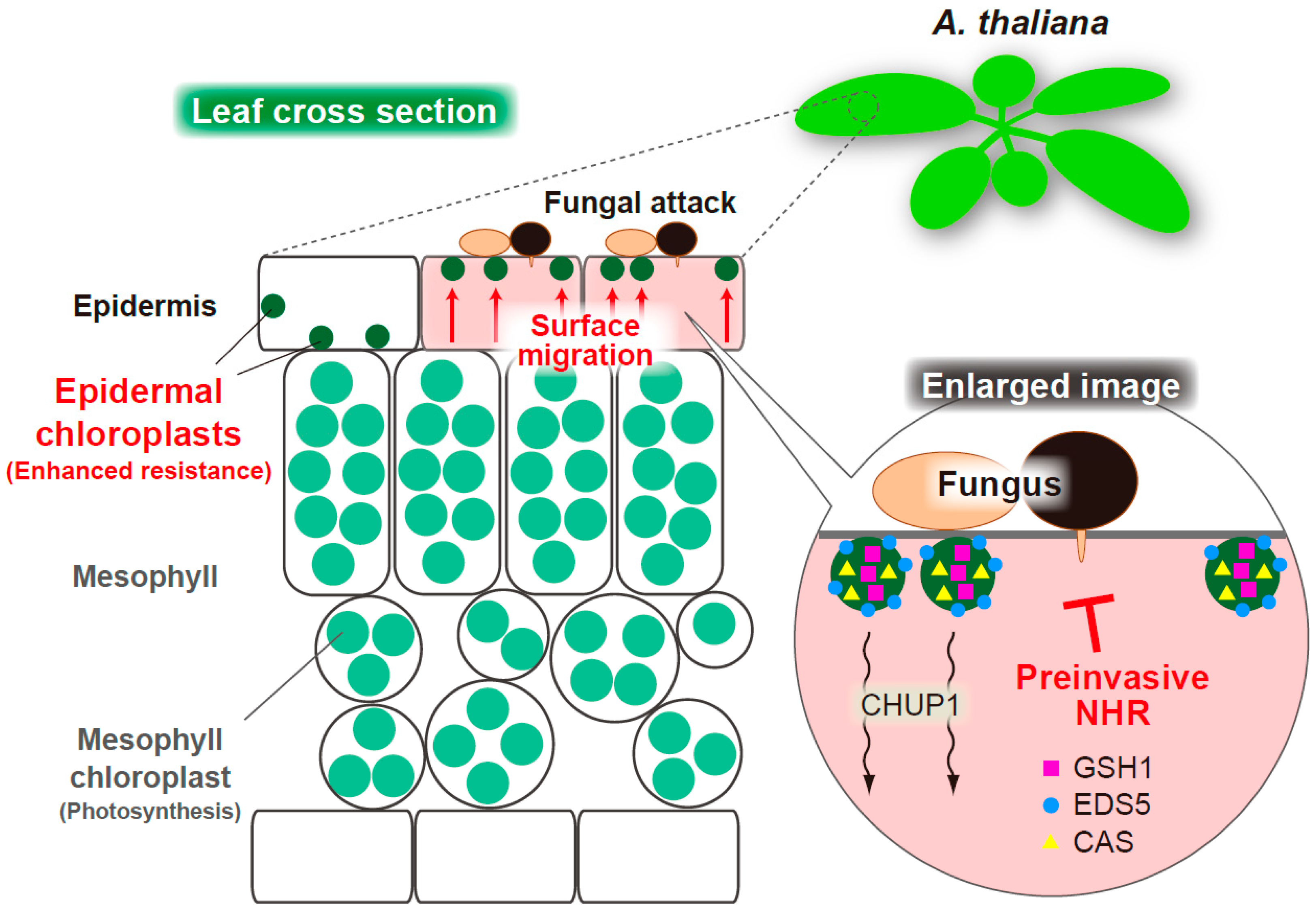 Ijms 23 04043 g004 550