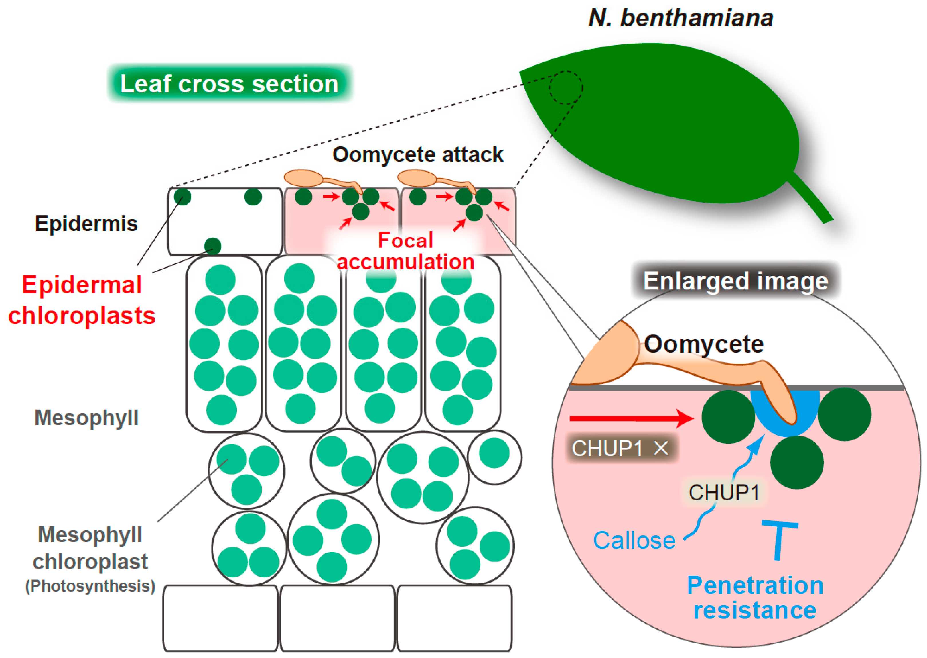 Ijms 23 04043 g005 550