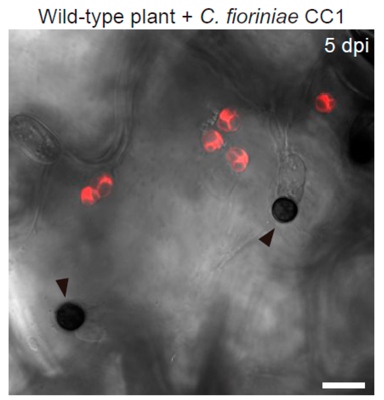 Ijms 23 04043 g006 550