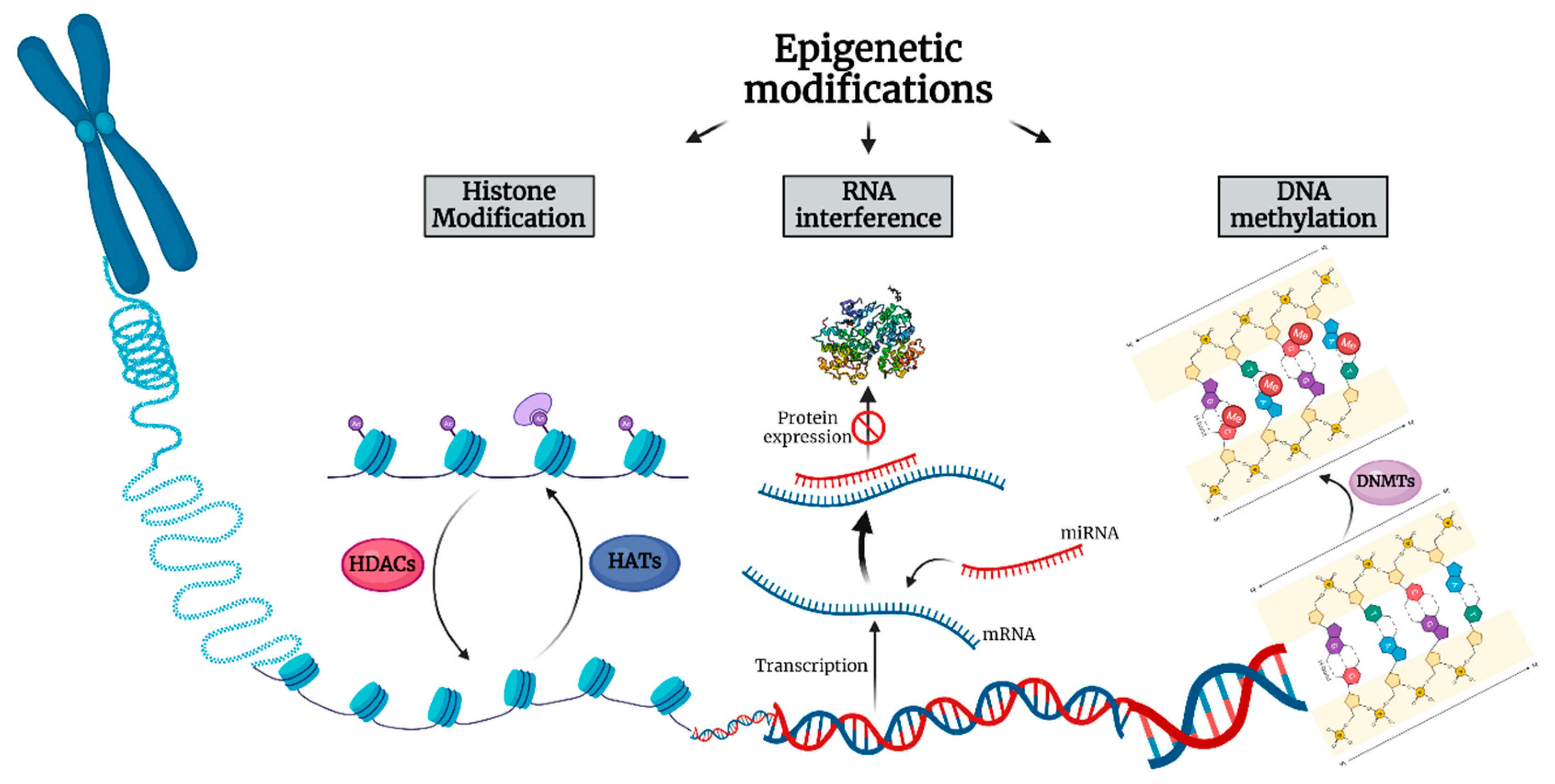 IJMS Free FullText Thymic Epithelial Neoplasms Focusing on the