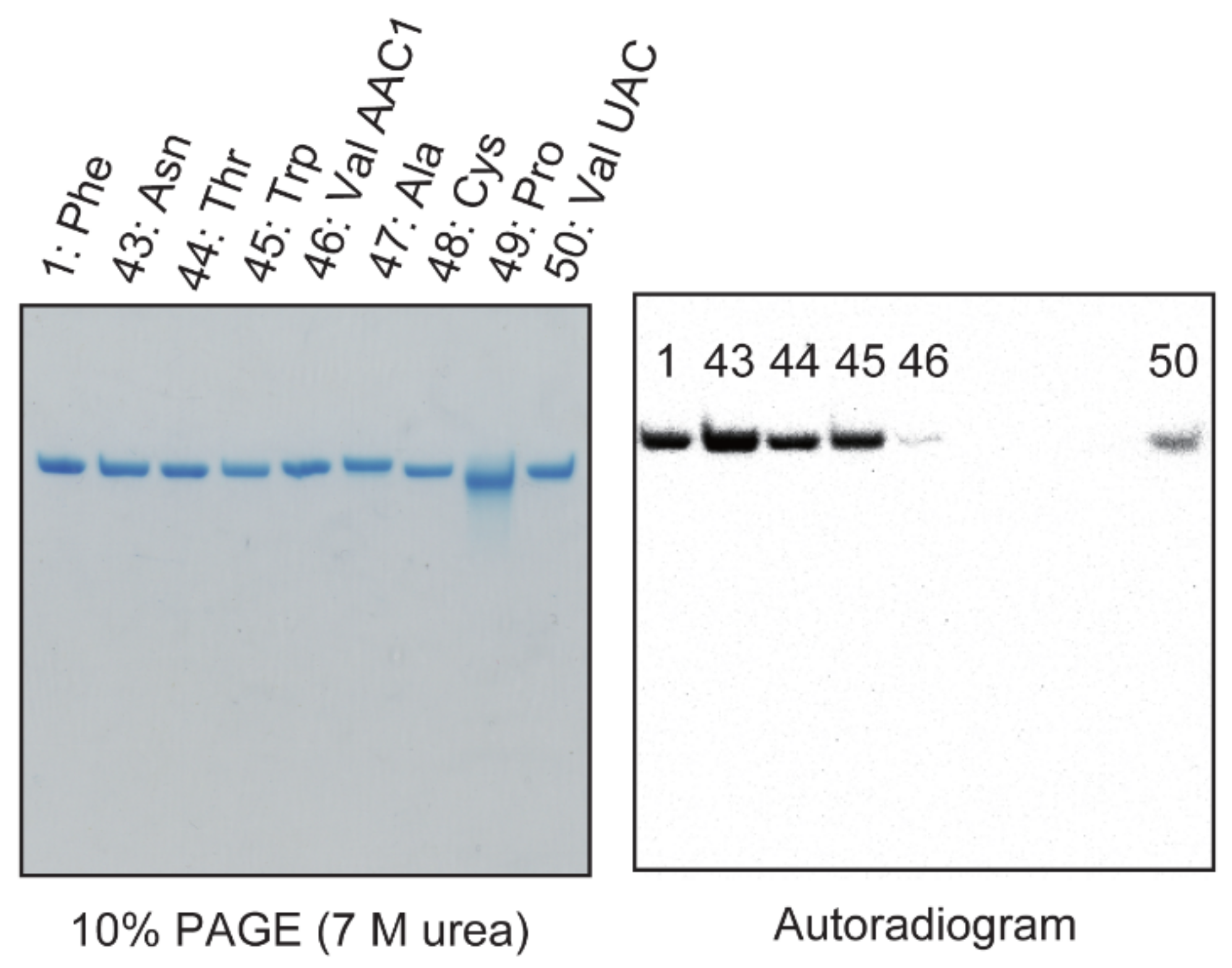 Ijms 23 04046 g008 550