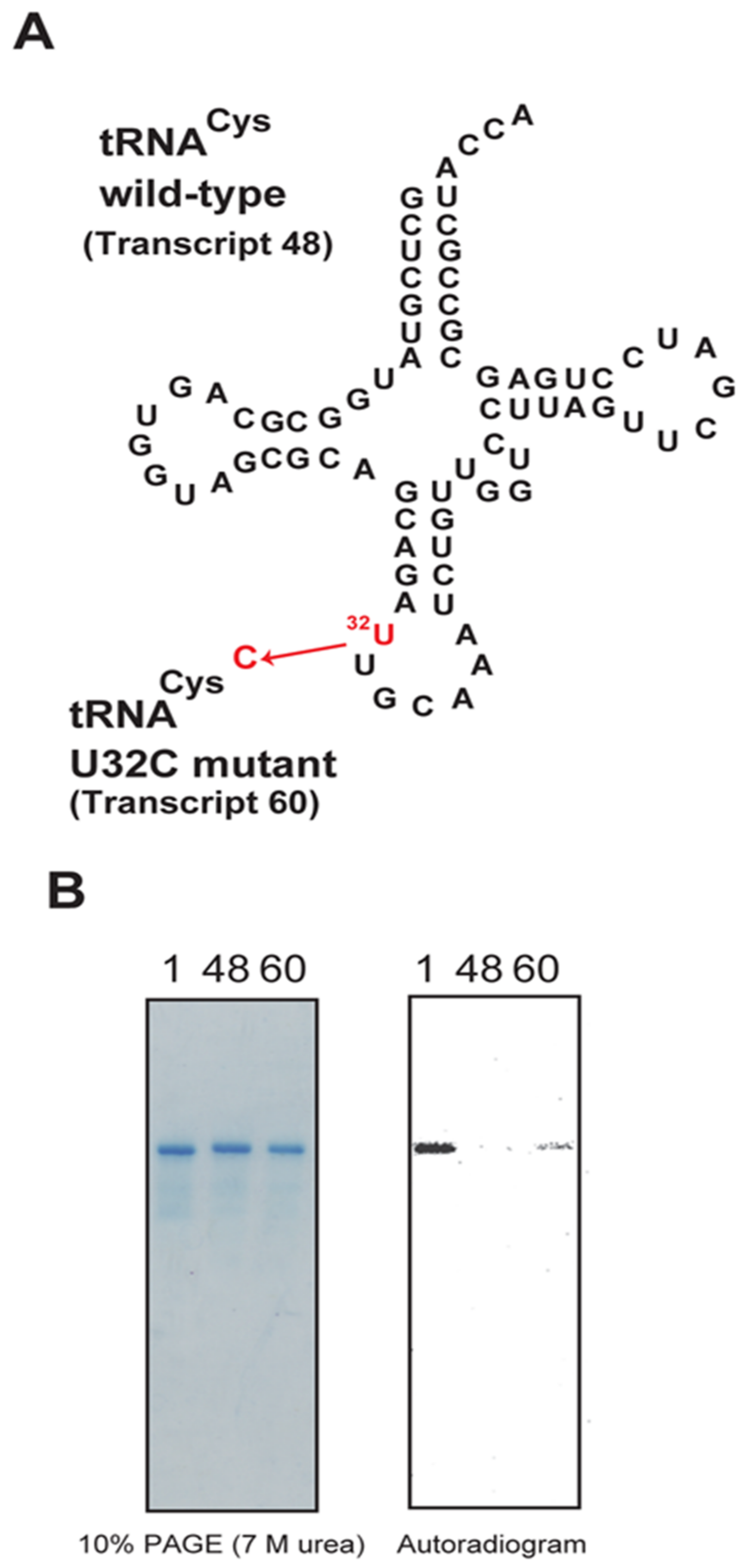 Ijms 23 04046 g010 550