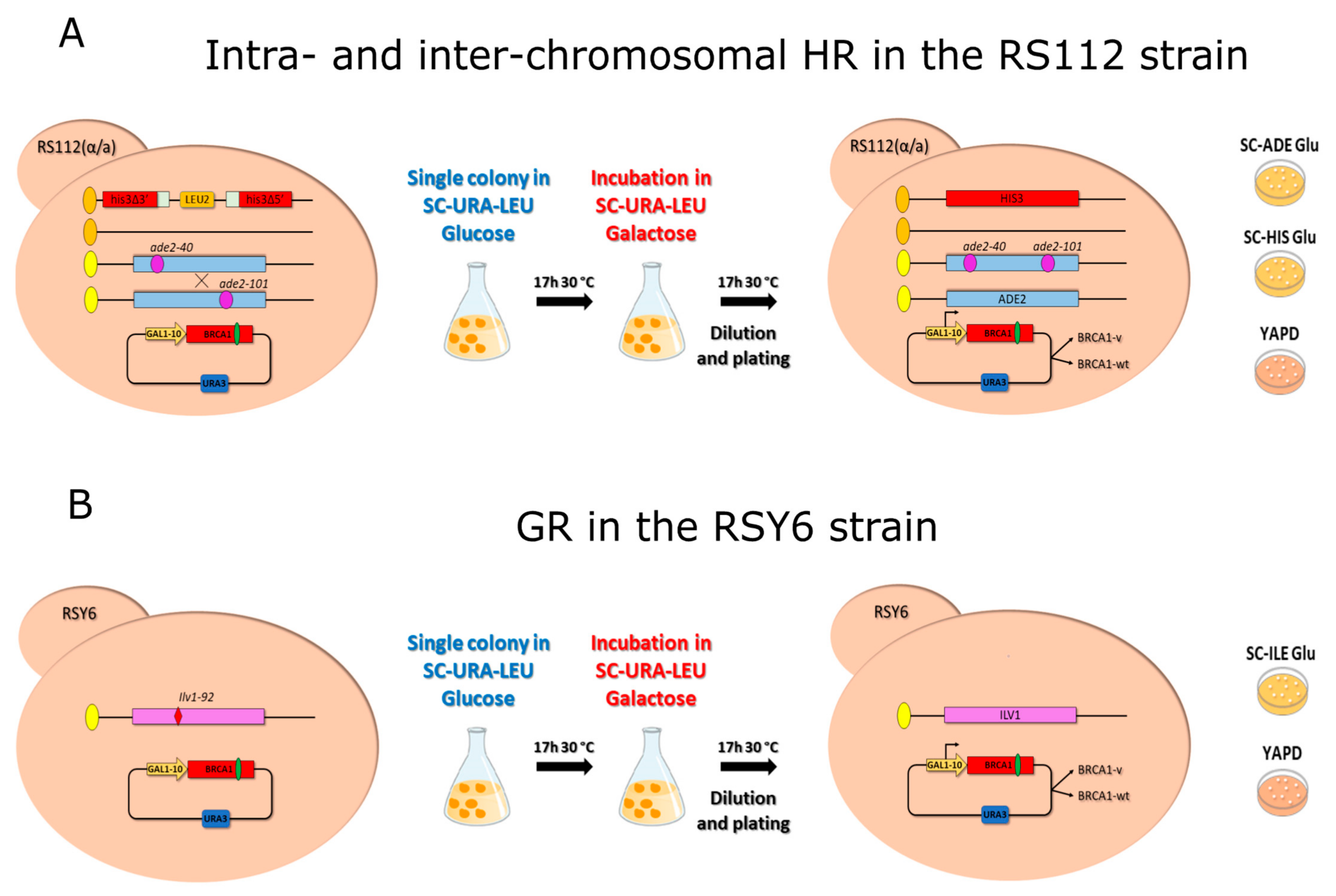 Ijms 23 04049 g002 Ijms 23 04049 g002
