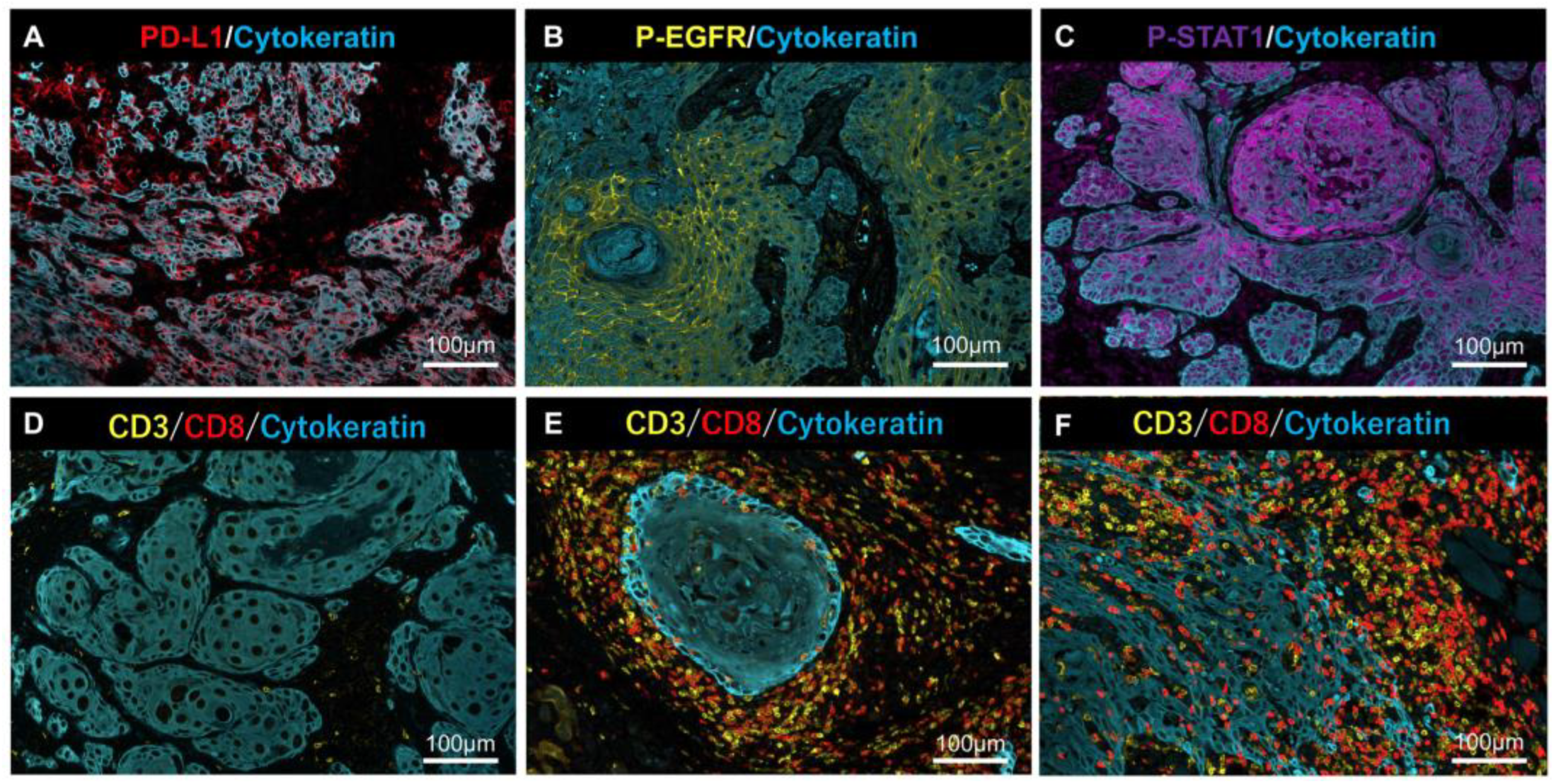 Ijms 23 04077 g004 550