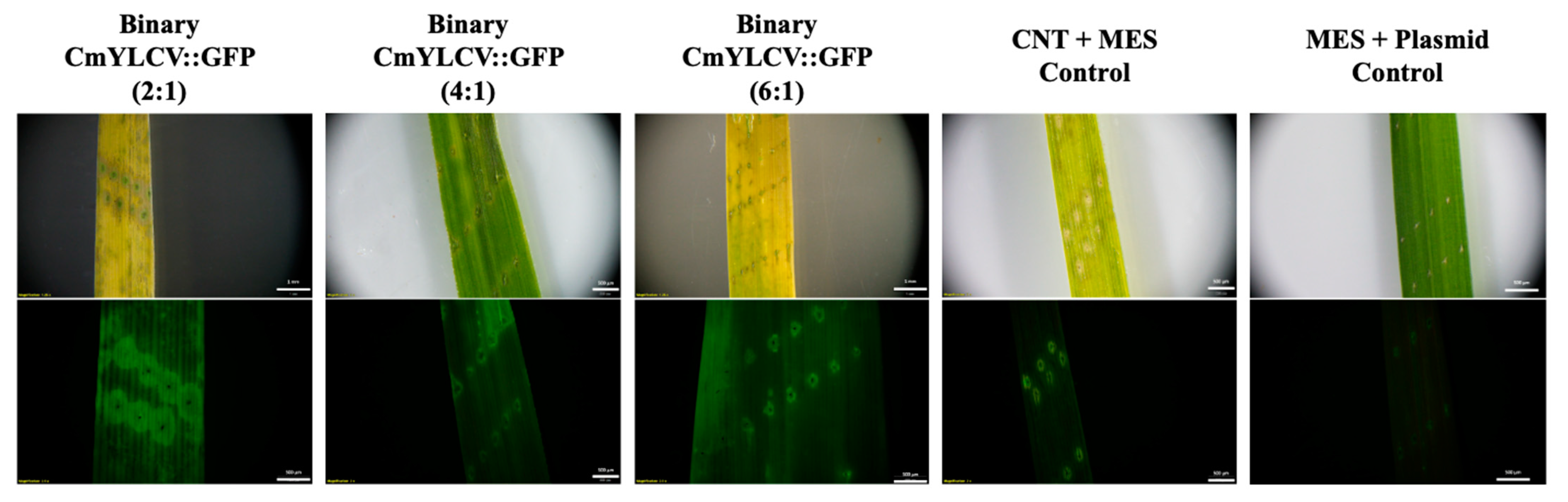 Ijms 23 04081 g001 550