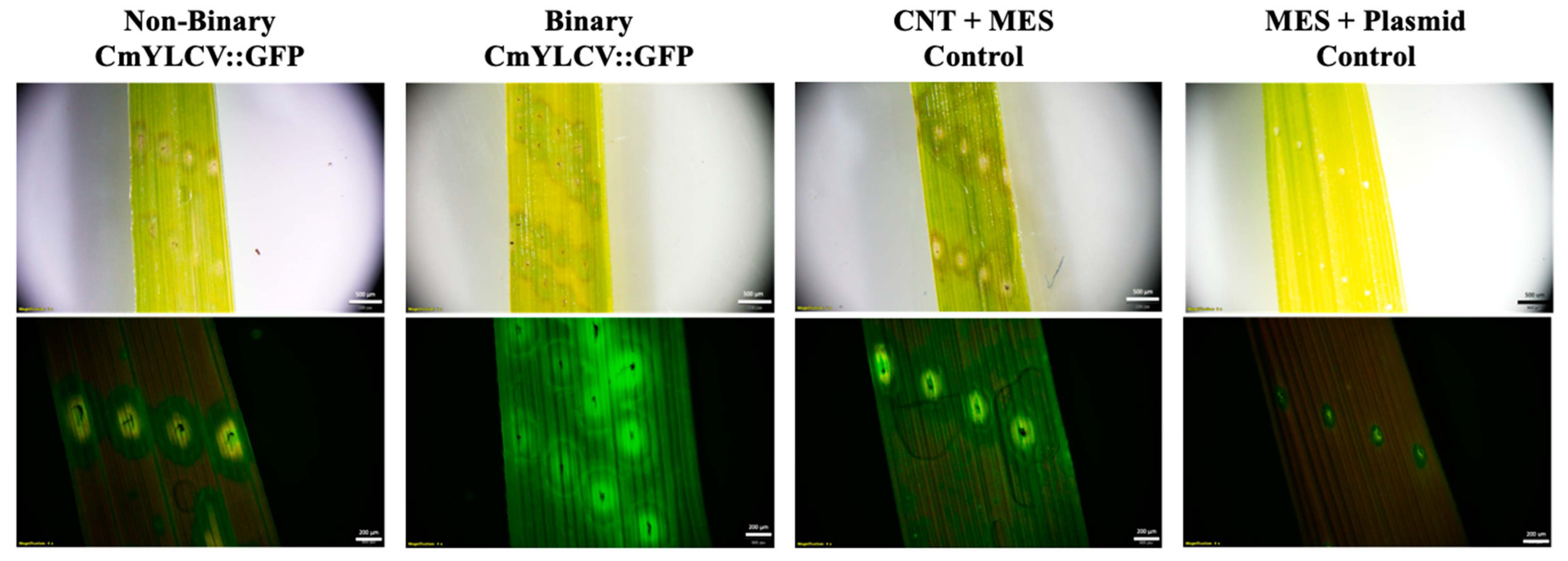 Ijms 23 04081 g002 550