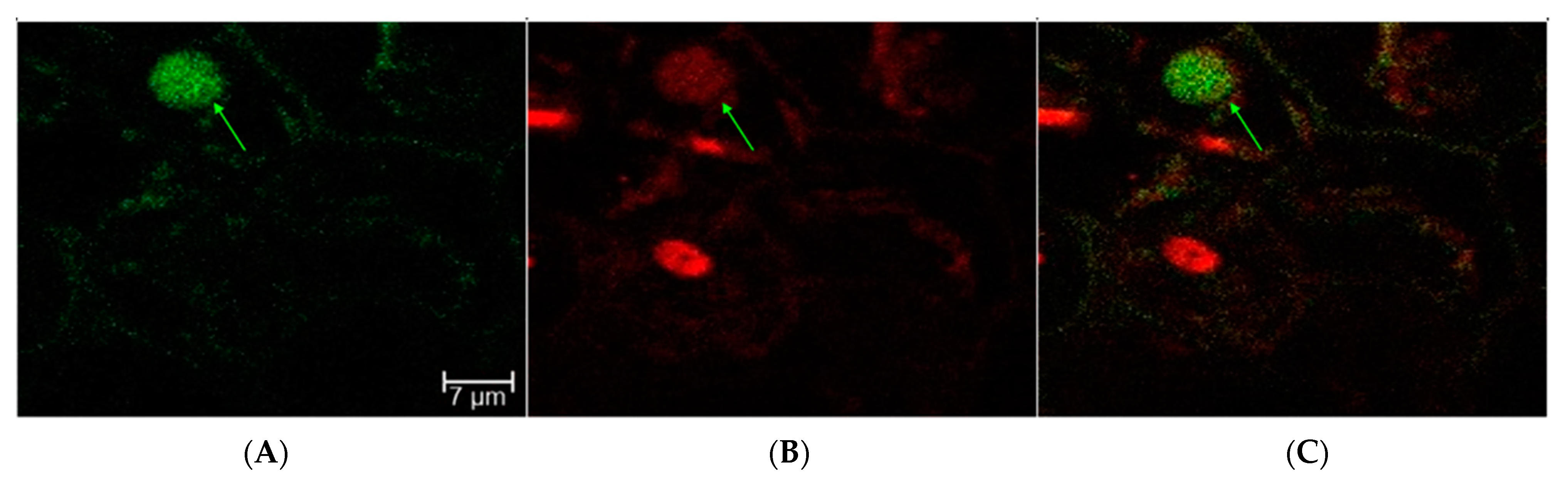 Ijms 23 04081 g005 550