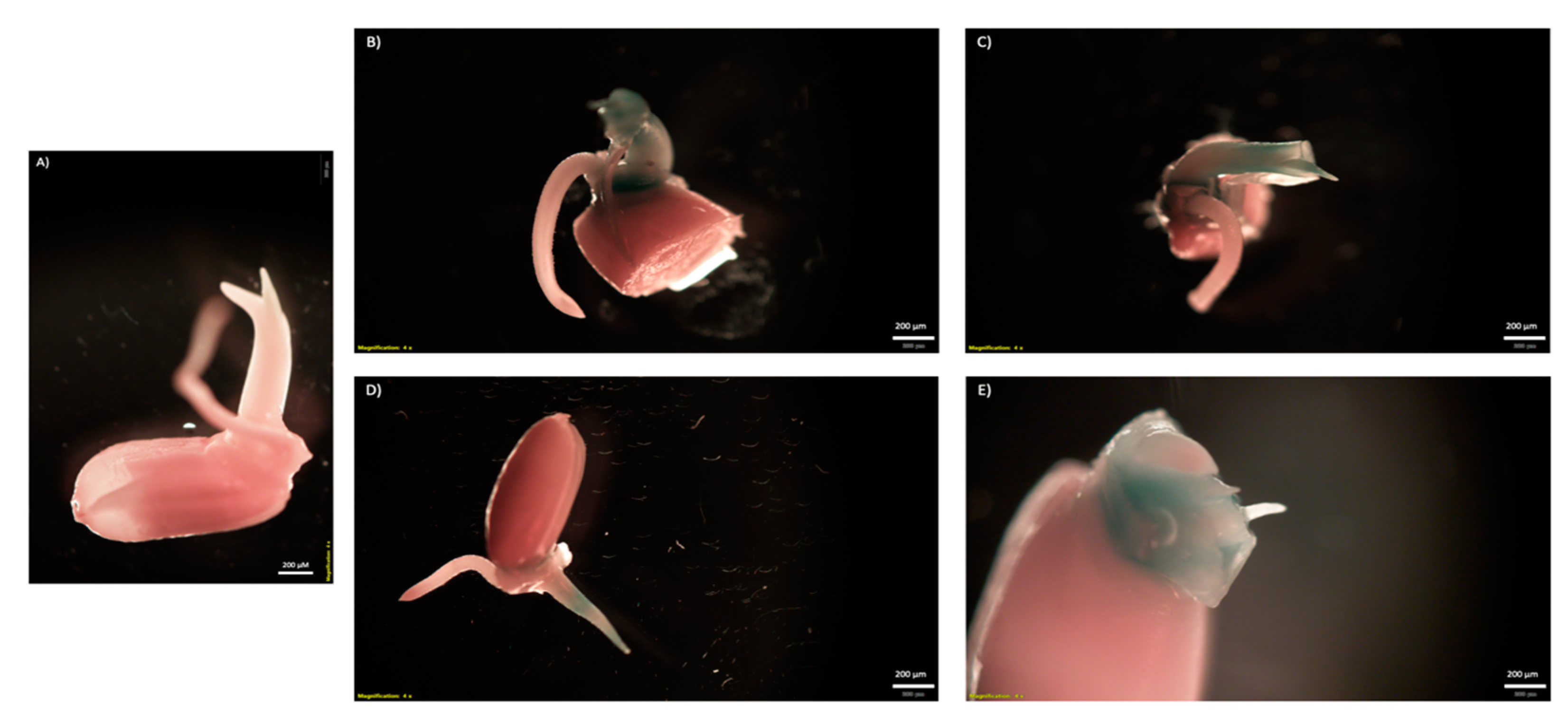 Ijms 23 04081 g007 550