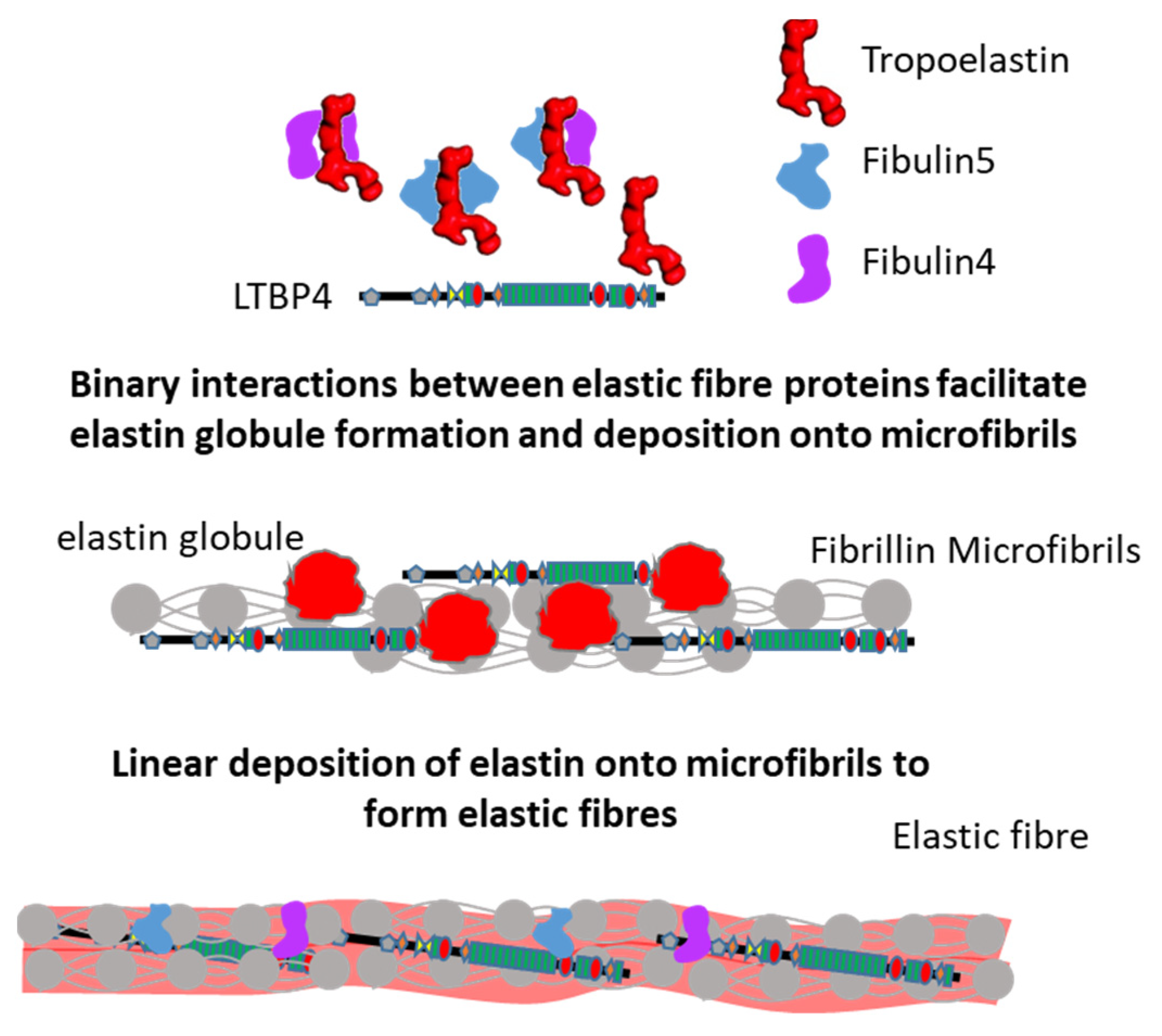 Ijms 23 04087 g005 550