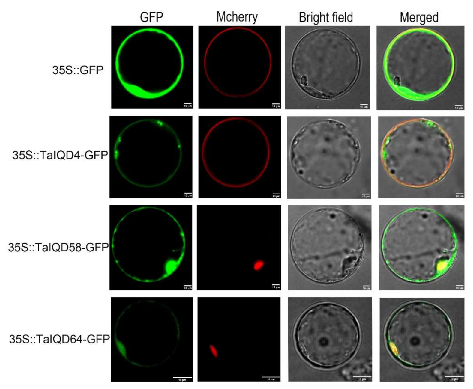 Ijms 23 04093 g010 550