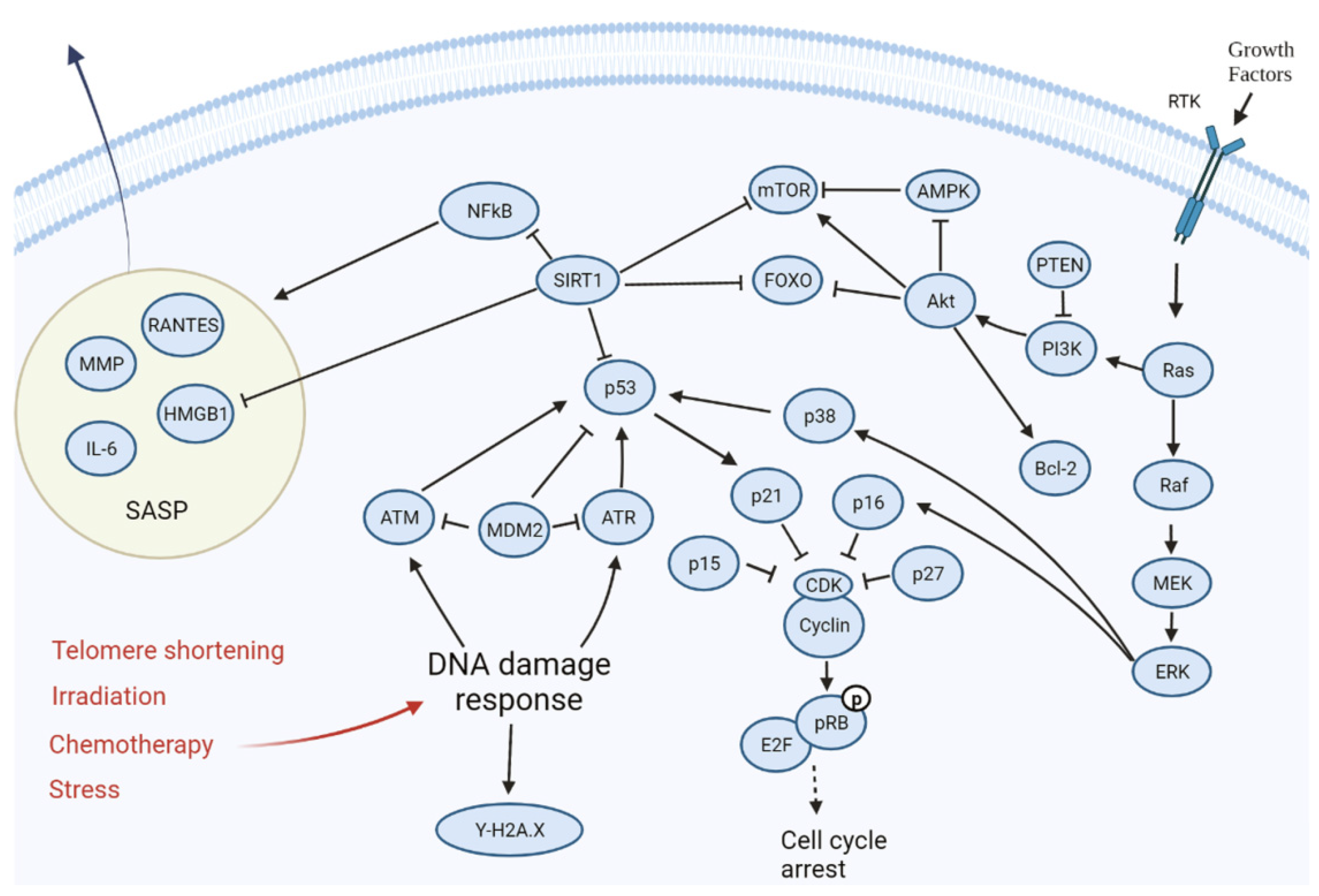 Cell Senescence and Central Regulators of Biology Diagrams