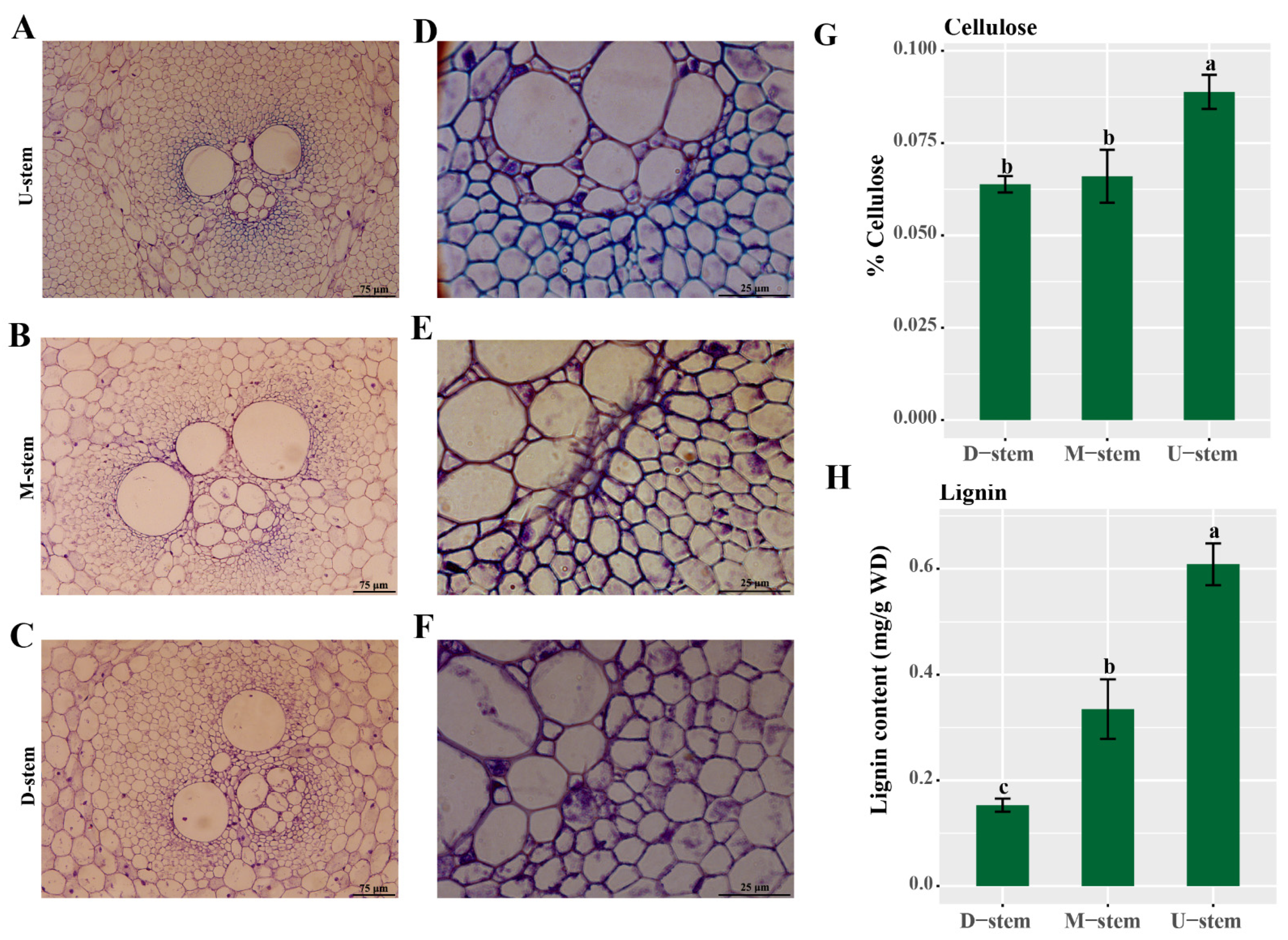 Ijms 23 04112 g007 550