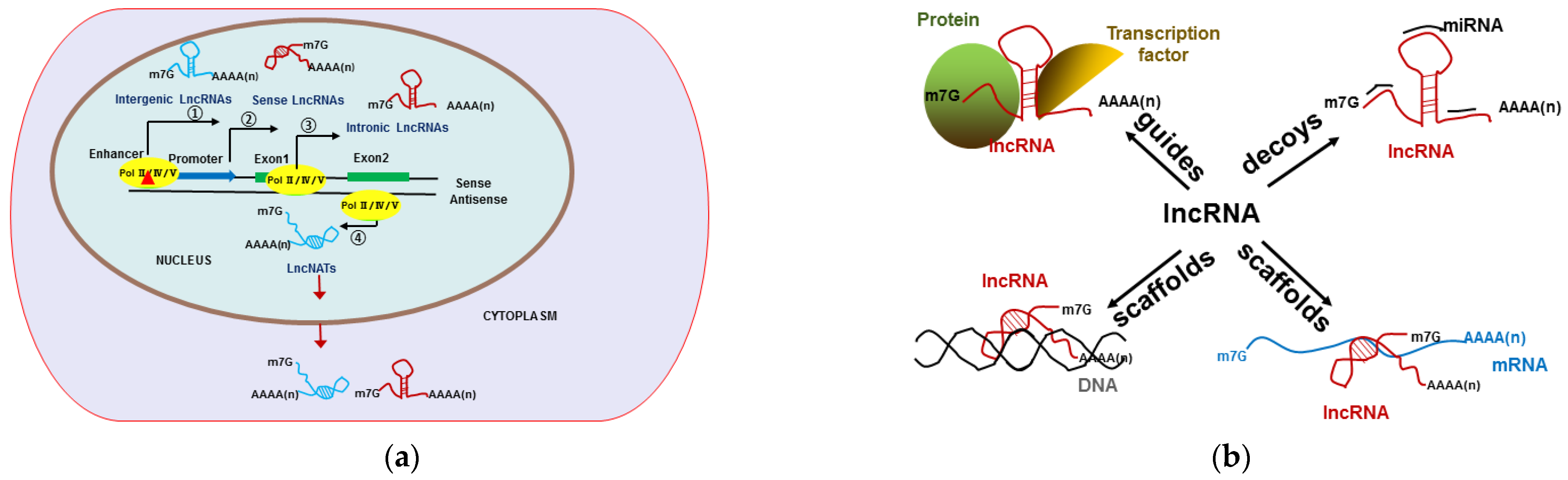 Ijms 23 04124 g002 550