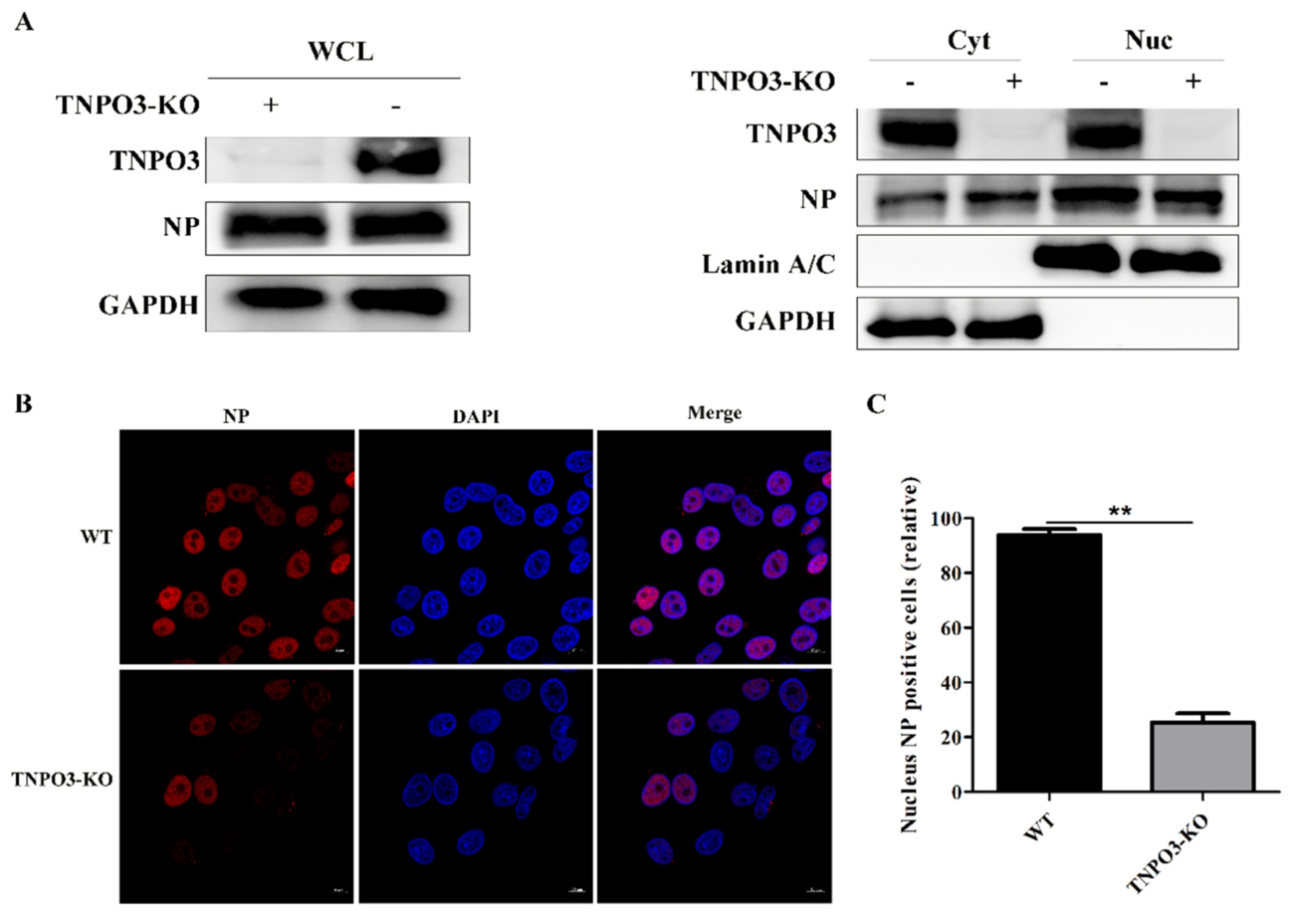 Ijms 23 04128 g005 Ijms 23 04128 g005