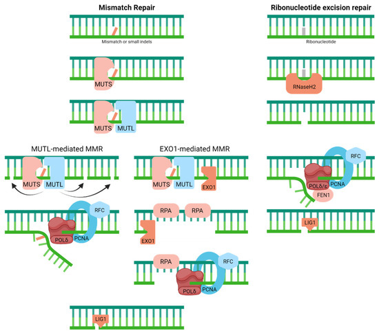 Genome Integrity and Neurological Disease