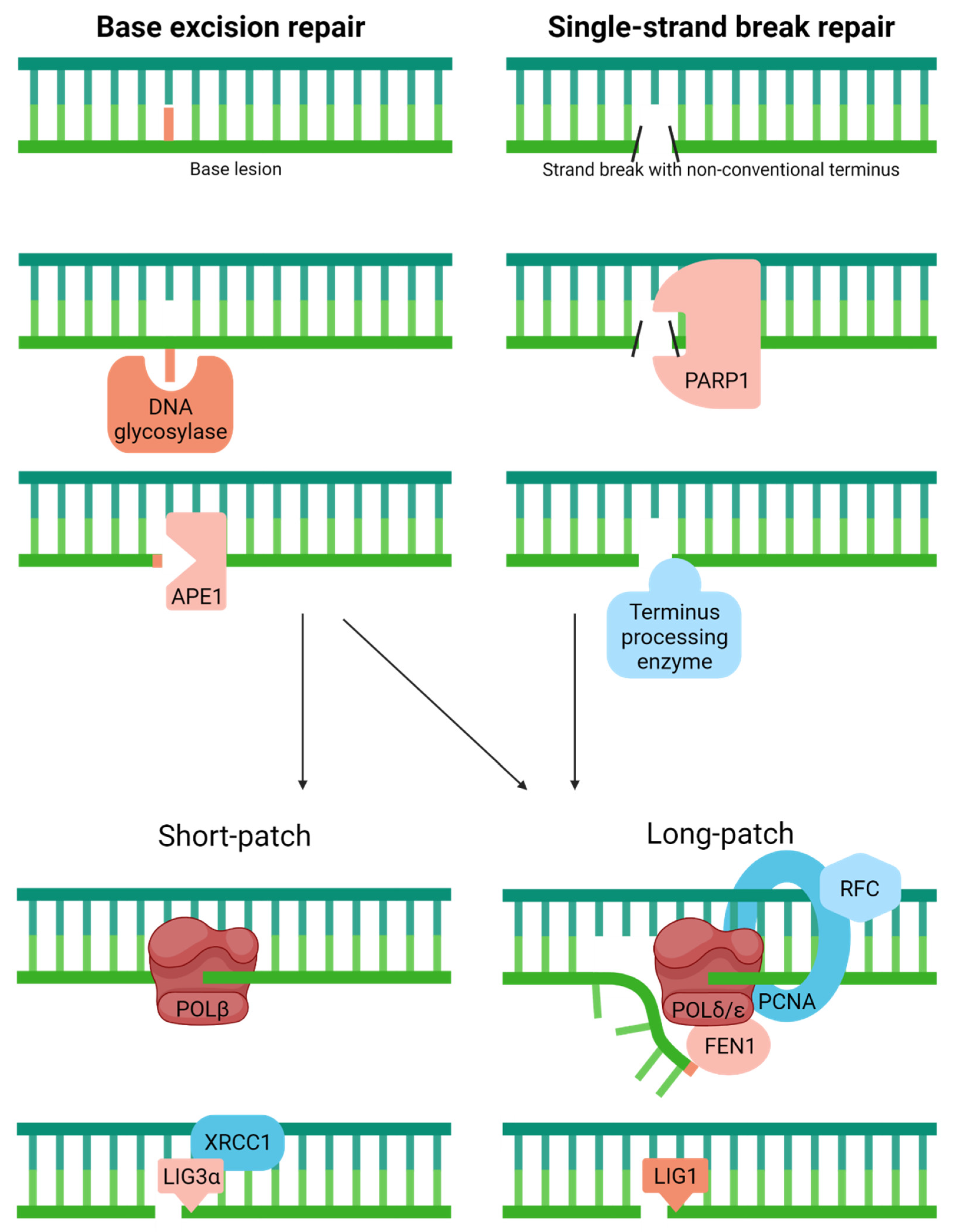 Ijms 23 04142 g004 Ijms 23 04142 g004