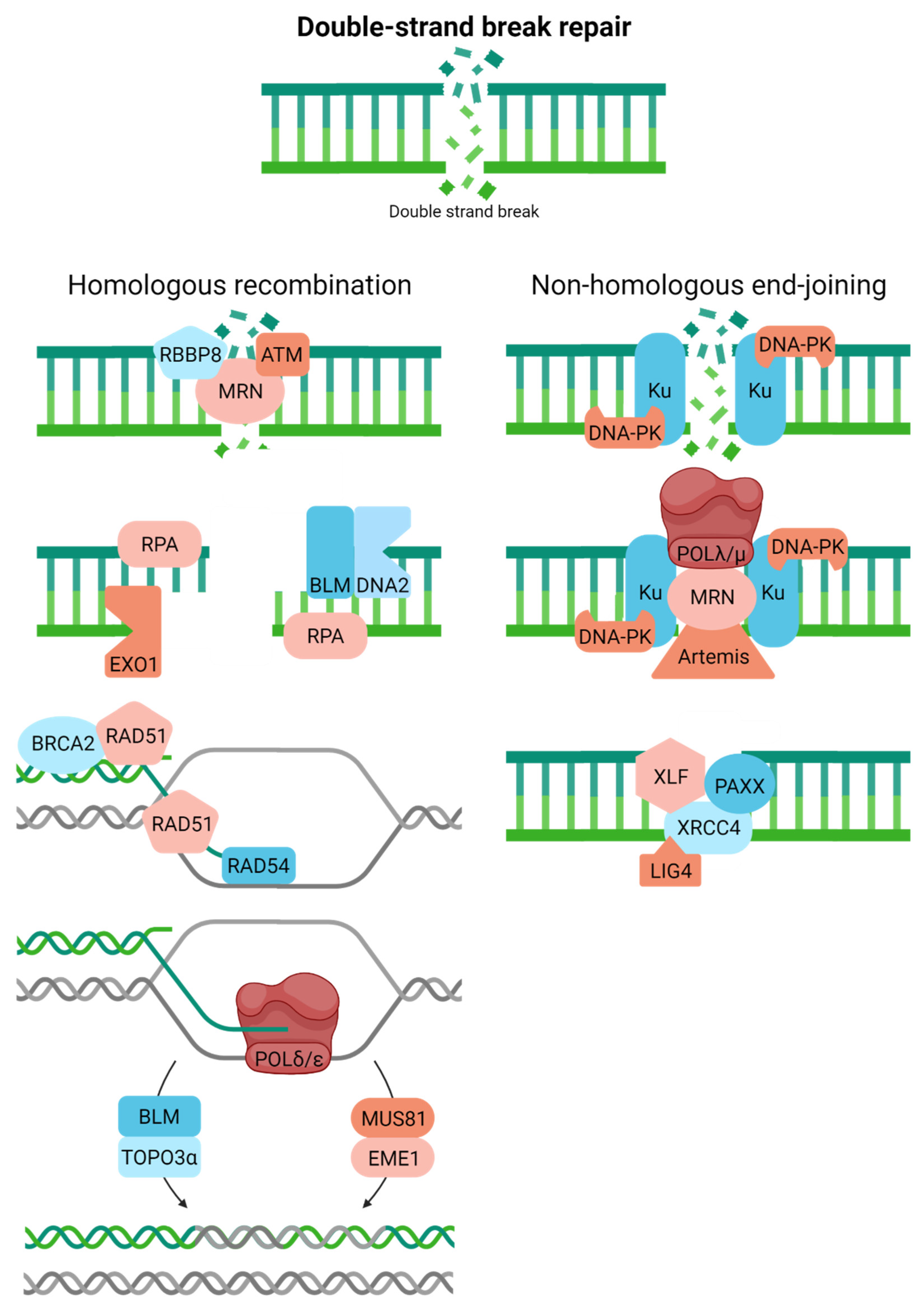 Ijms 23 04142 g006 Ijms 23 04142 g006