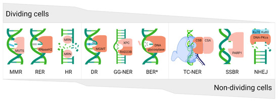 Genome Integrity and Neurological Disease