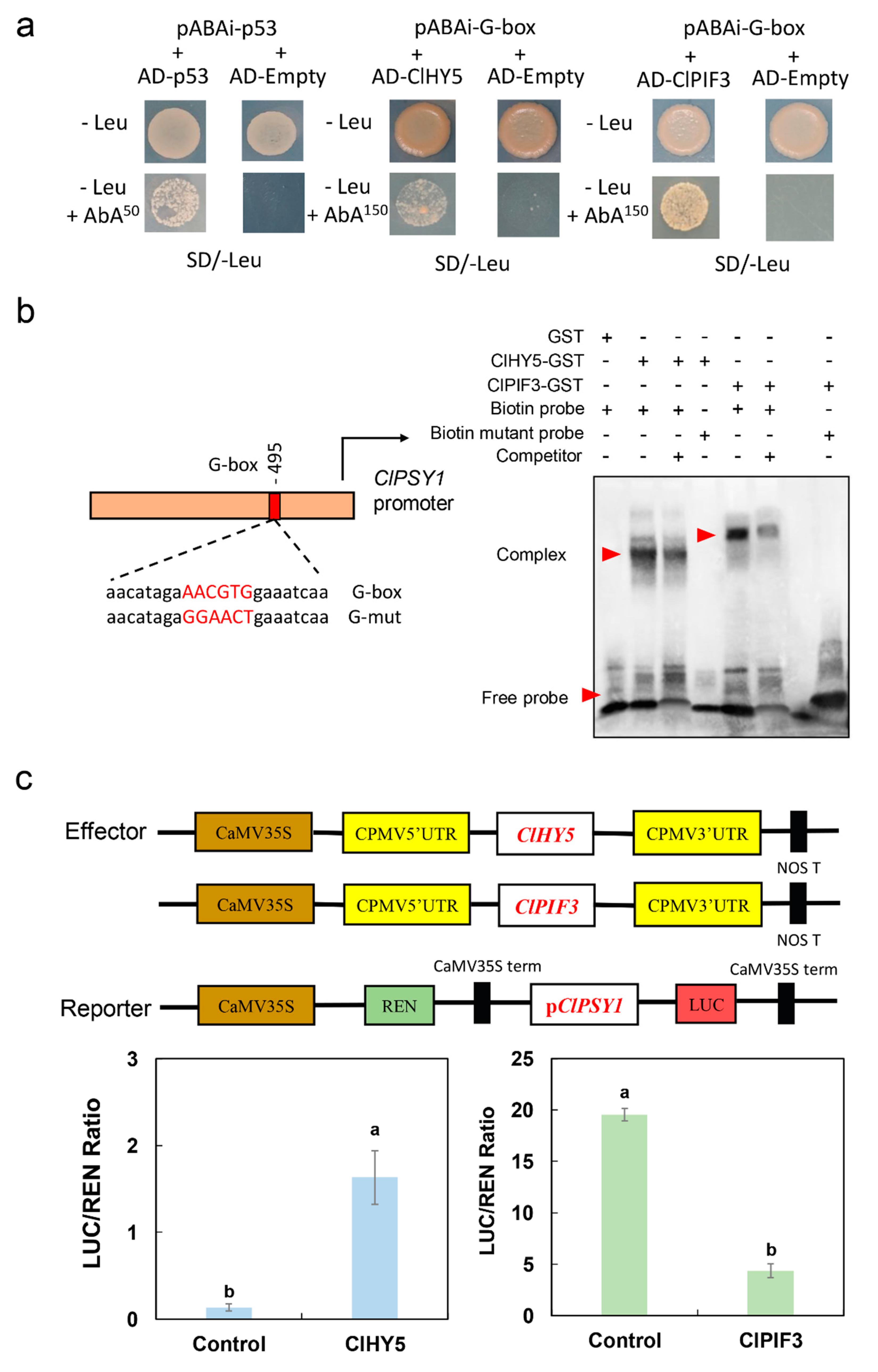 Ijms 23 04145 g005 Ijms 23 04145 g005