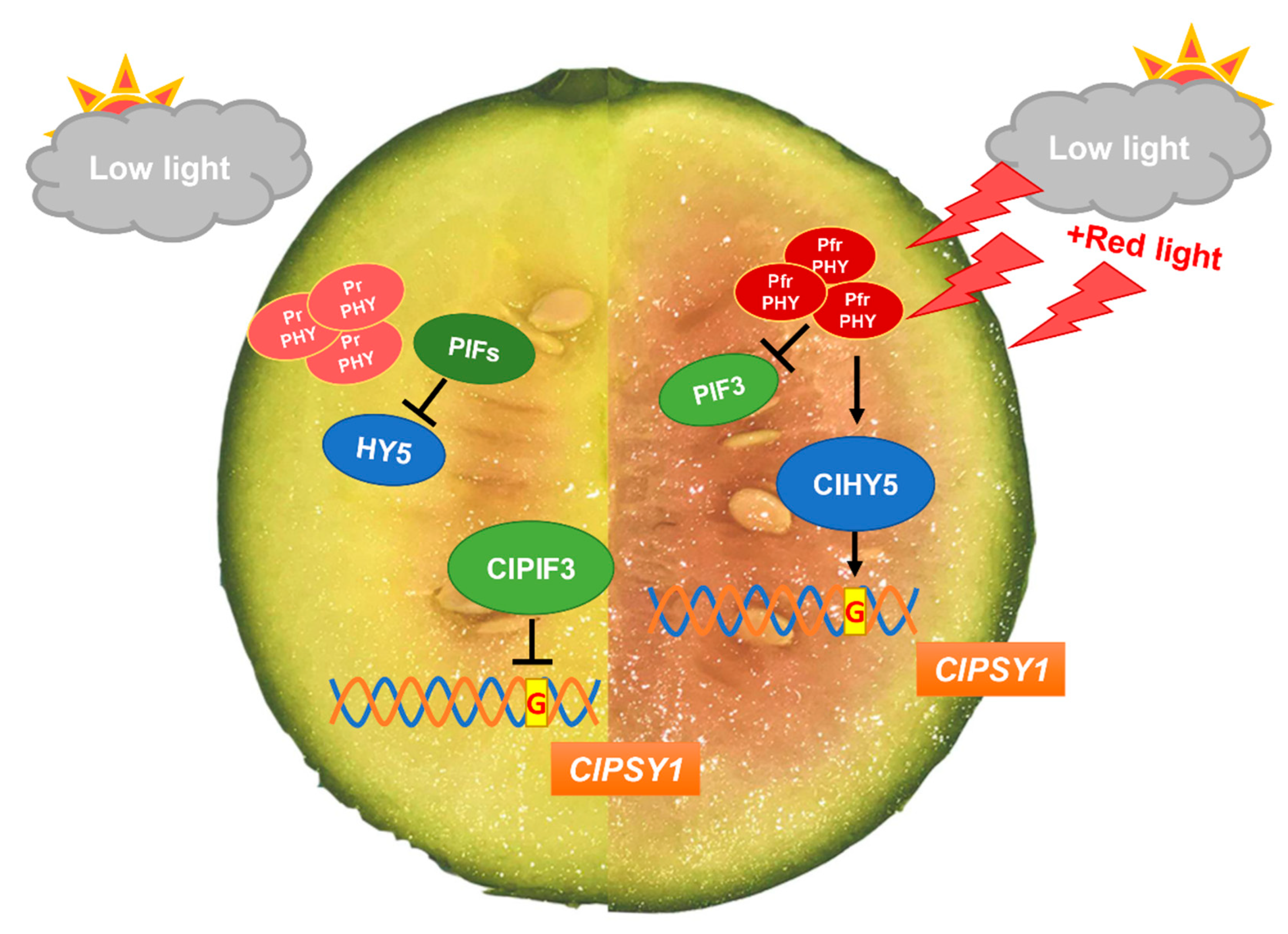 Ijms 23 04145 g006 Ijms 23 04145 g006