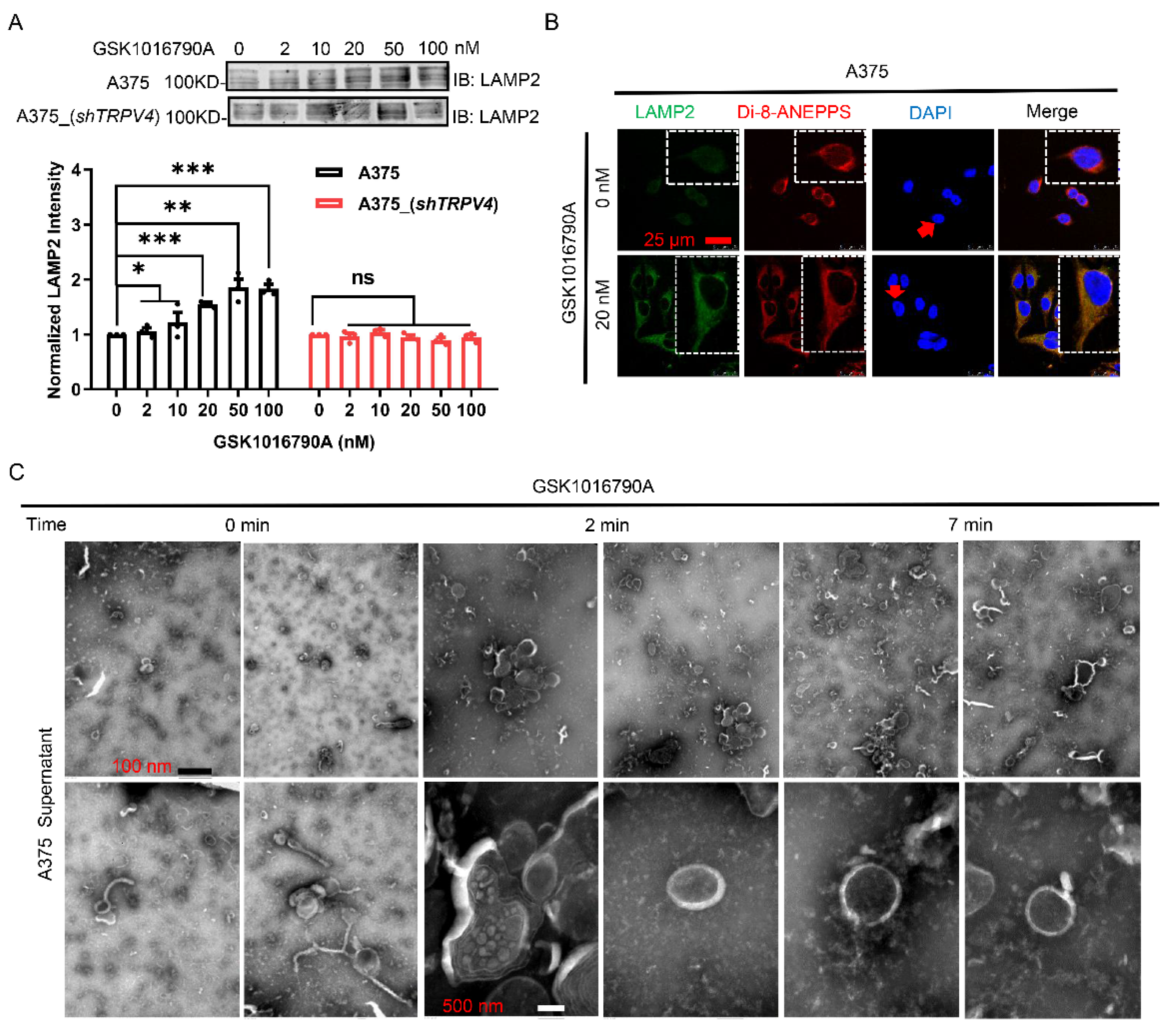 Ijms 23 04146 g004 550