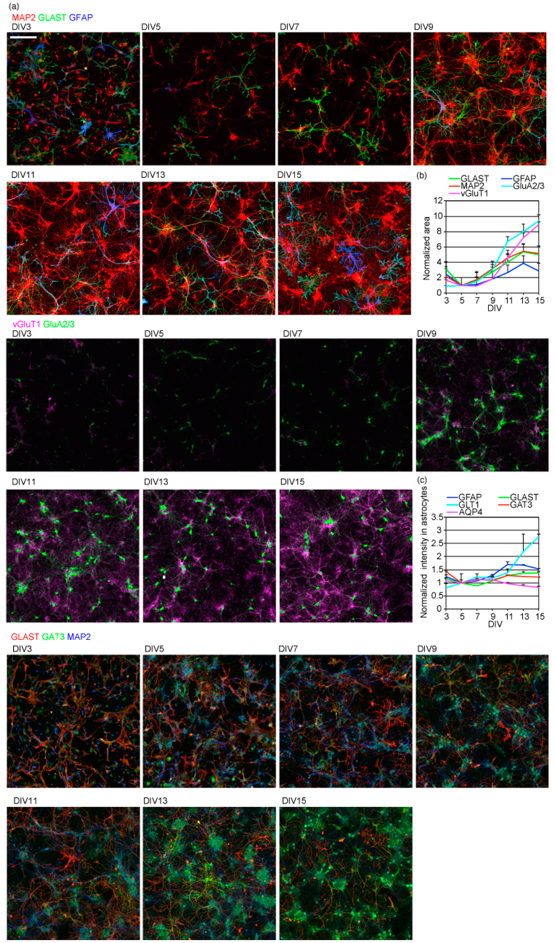 Ijms 23 04161 g003 Ijms 23 04161 g003