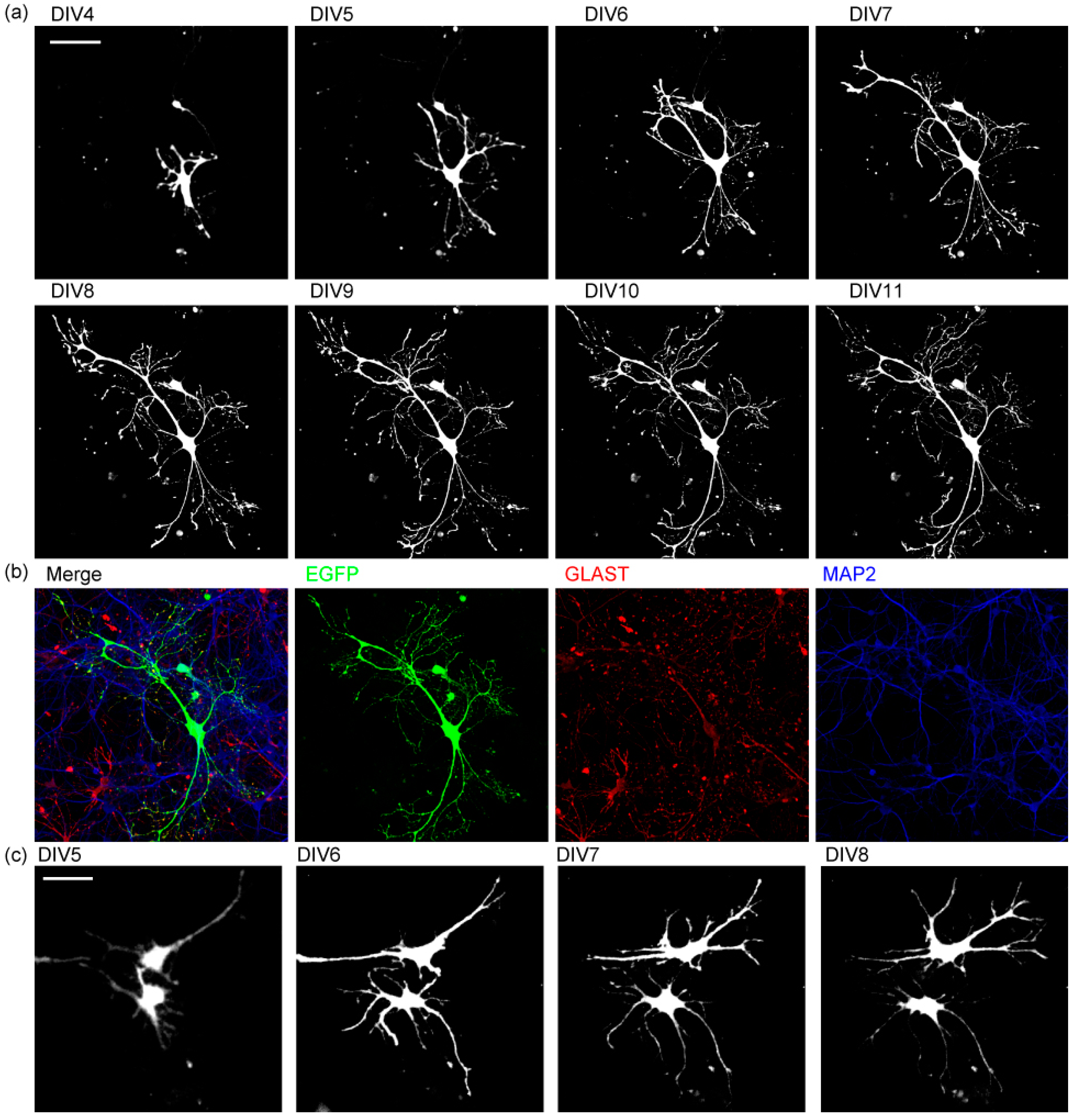Ijms 23 04161 g004 Ijms 23 04161 g004
