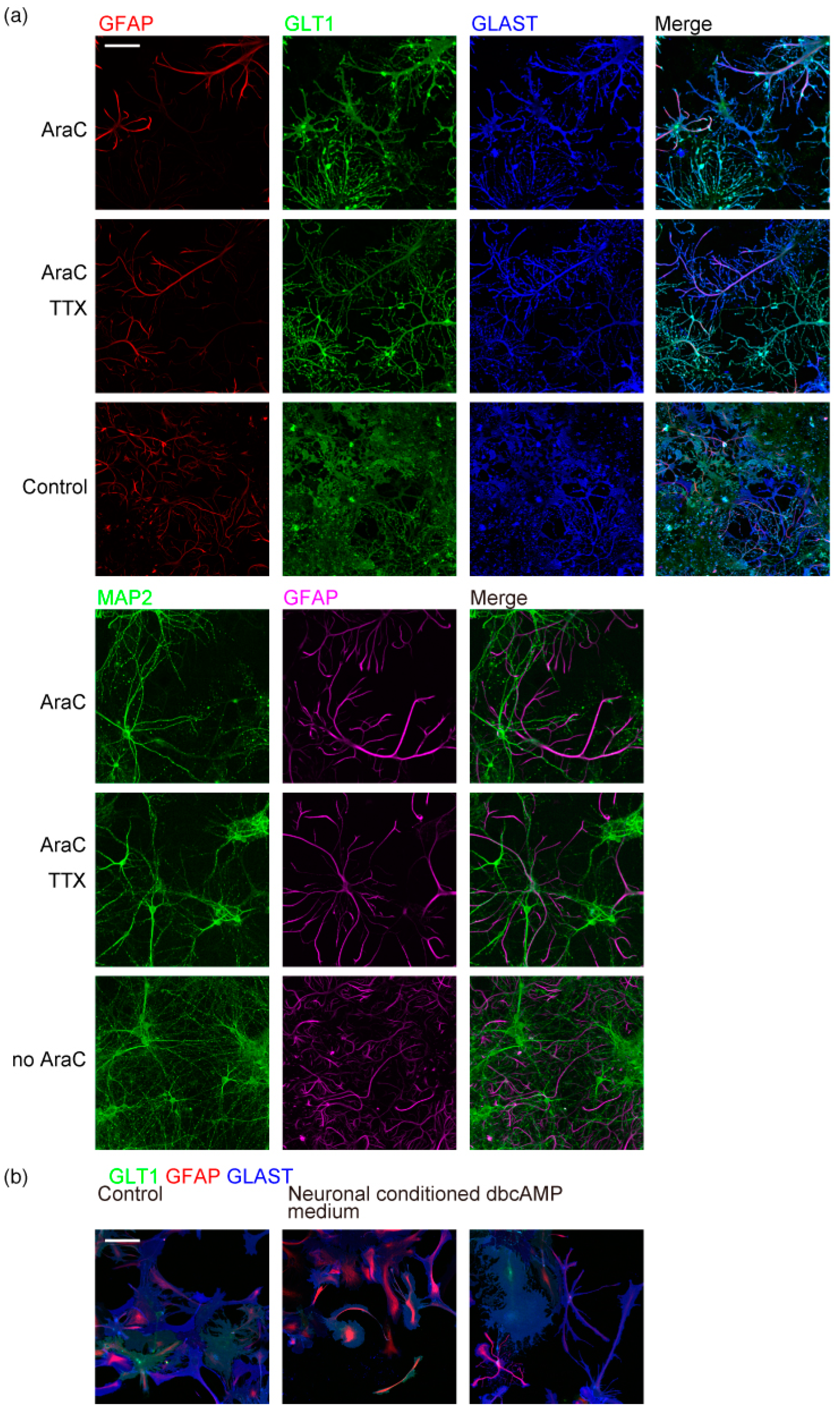 Ijms 23 04161 g005 Ijms 23 04161 g005
