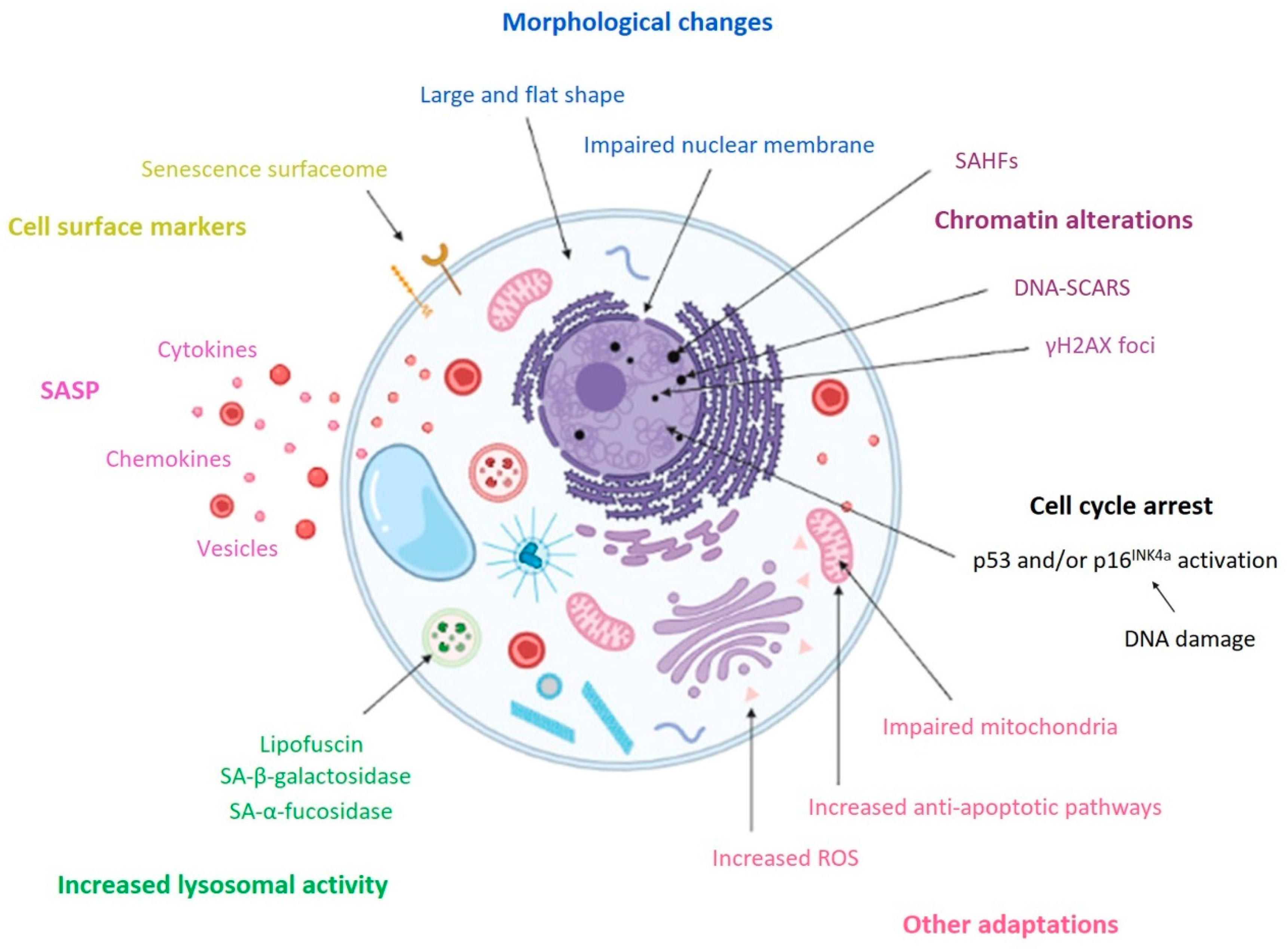 IJMS | Free Full-Text | Cellular Senescence: Molecular Targets, Biomarkers, and Senolytic Drugs IJMS | Free Full-Text | Cellular Senescence: Molecular Targets, Biomarkers, and Senolytic Drugs