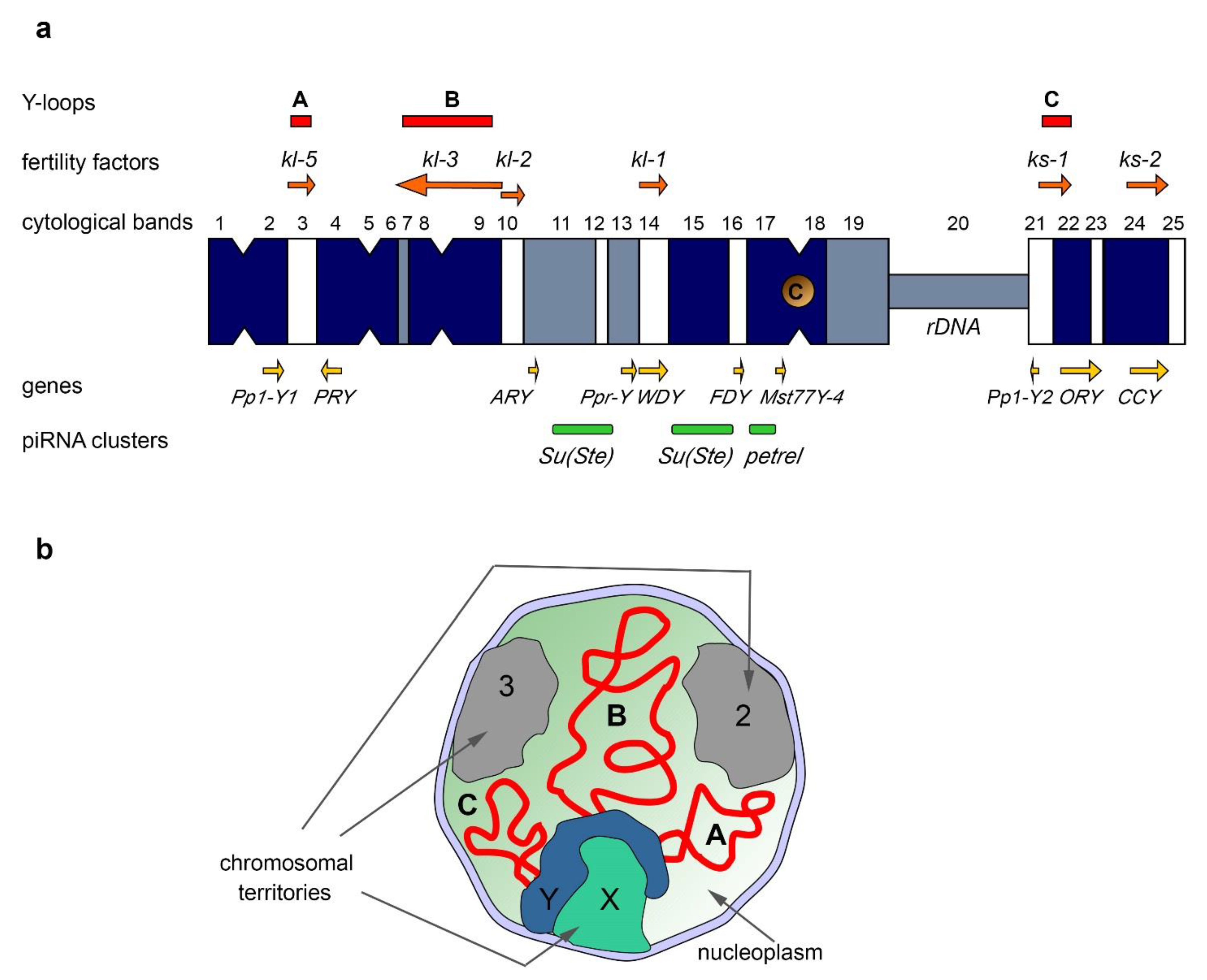 PDF) Lack of sex chromosome specific meiotic silencing in platypus