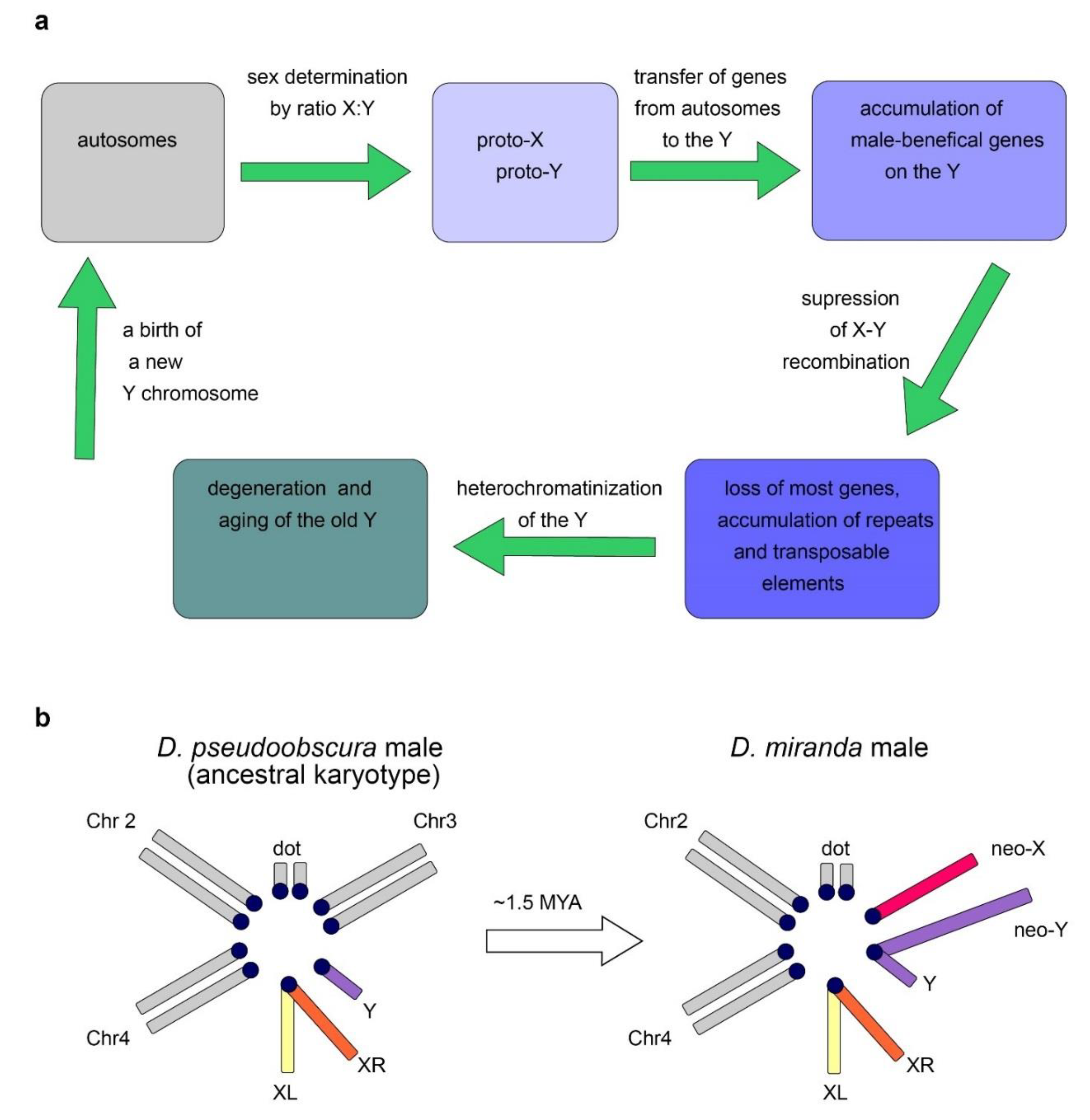 PDF) Lack of sex chromosome specific meiotic silencing in platypus