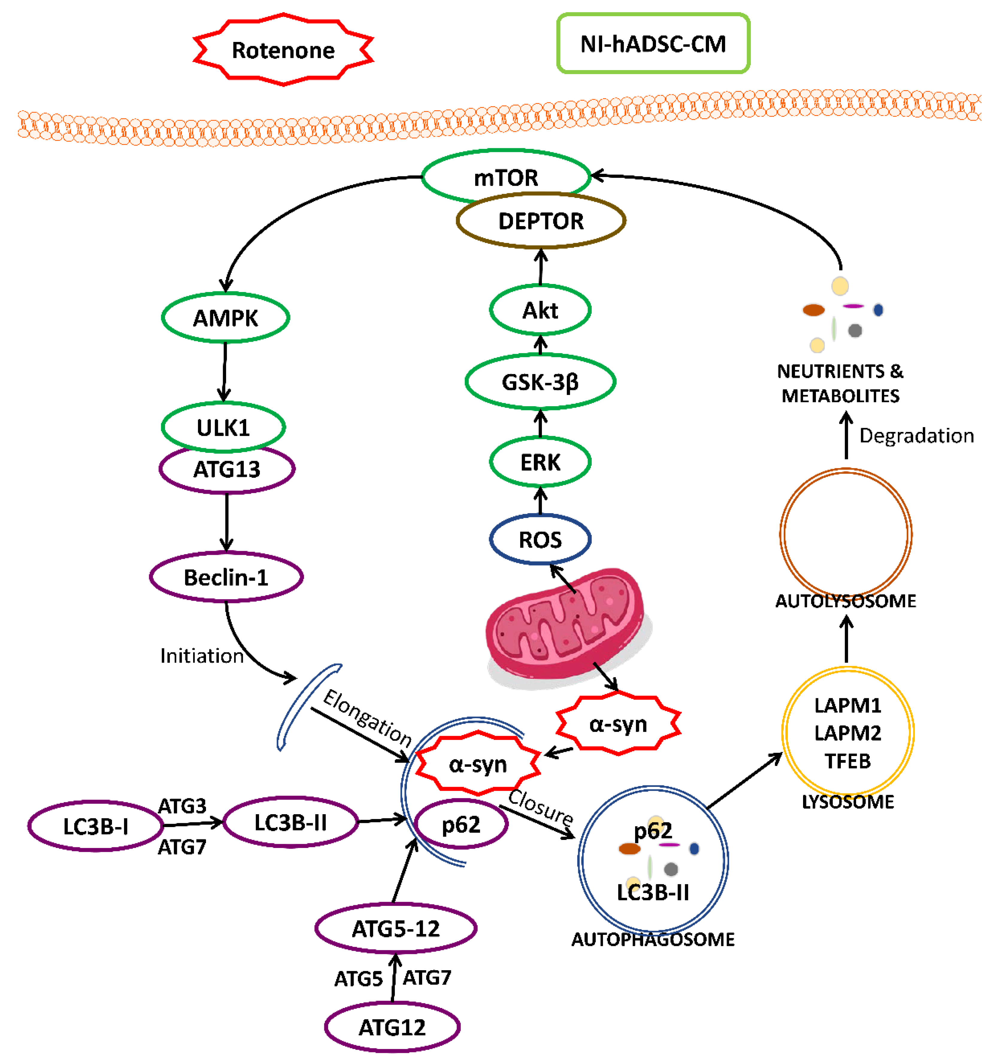 Ijms 23 04193 g009 550