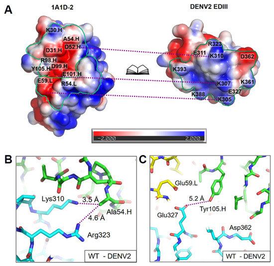 Ijms Free Full Text Charged Residue Implantation Improves The Affinity Of A Cross Reactive Dengue Virus Antibody Html