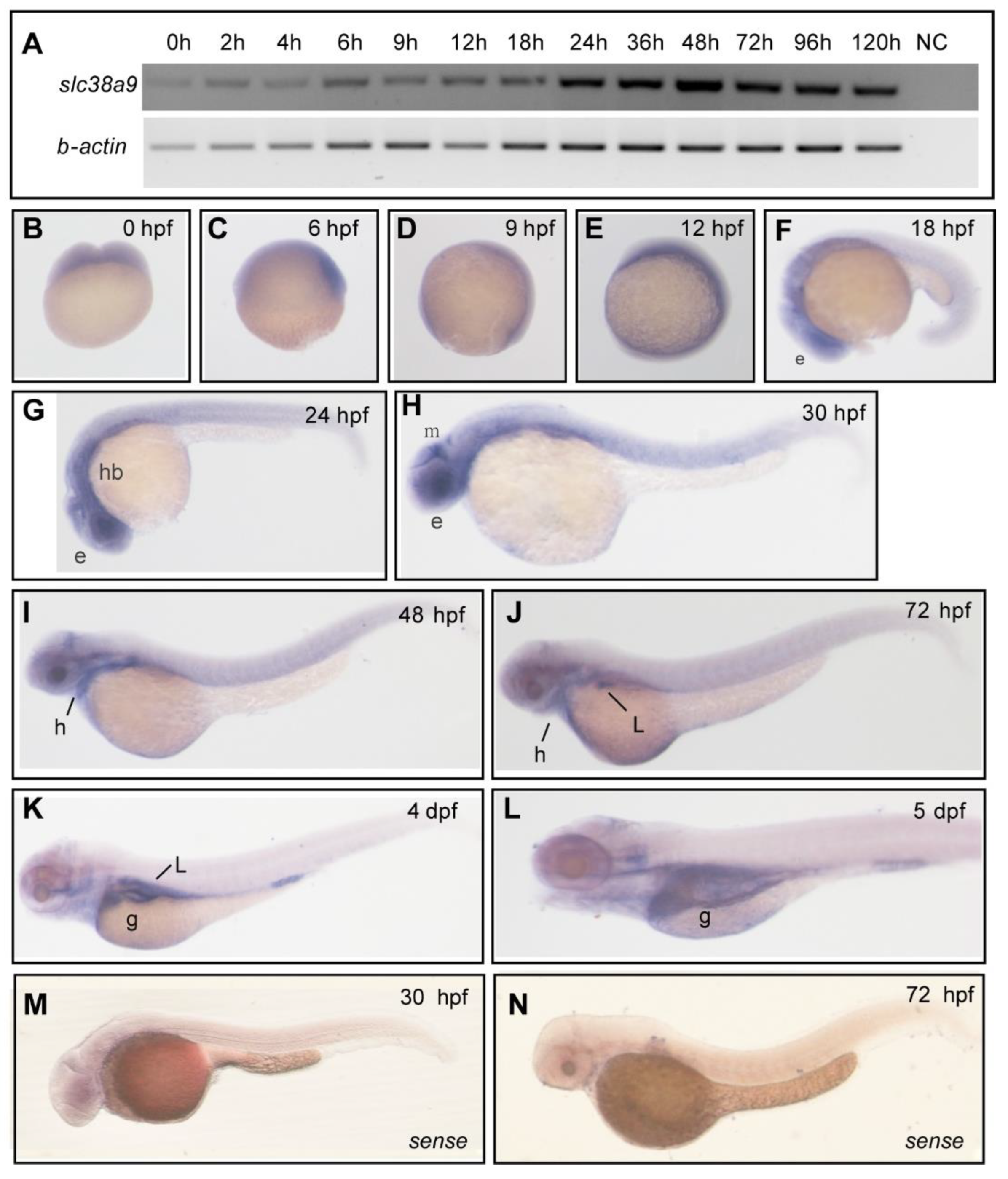 Ijms 23 04200 g001 Ijms 23 04200 g001