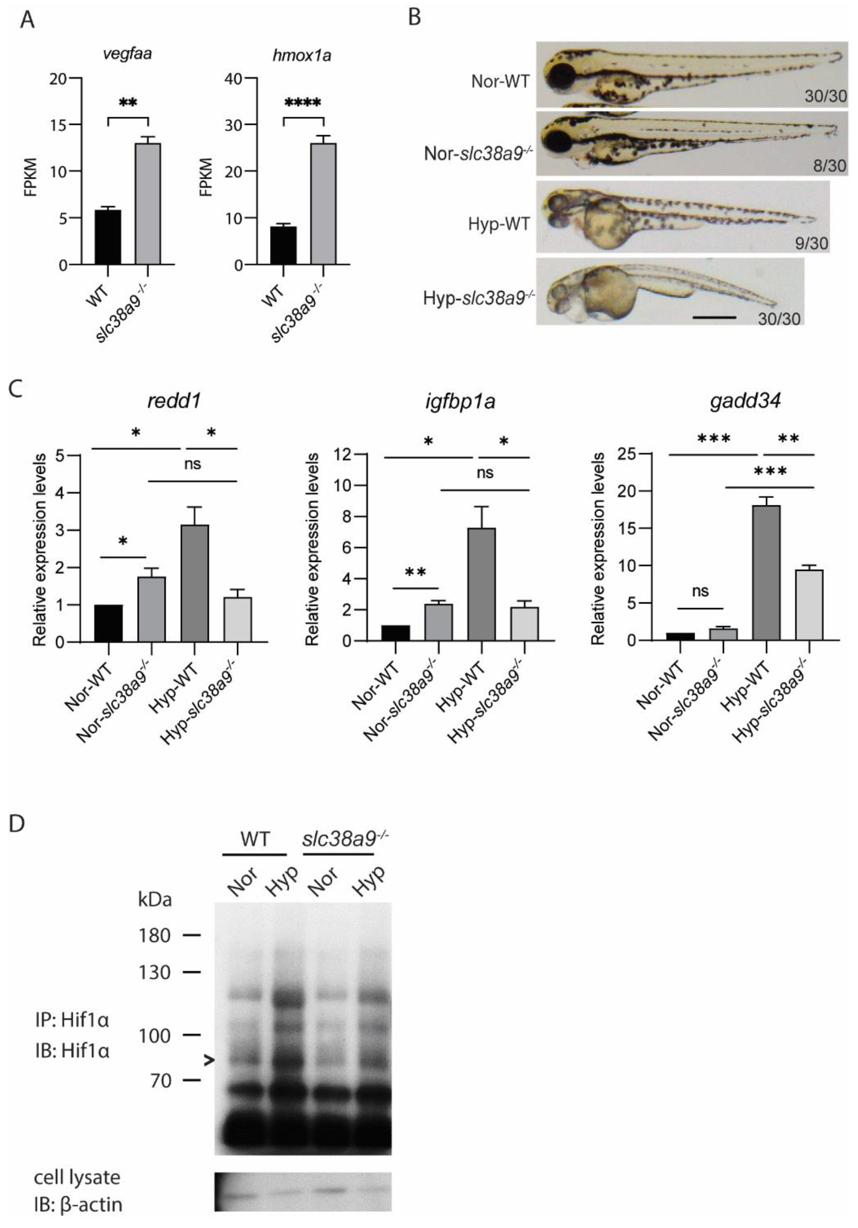 Ijms 23 04200 g007 Ijms 23 04200 g007