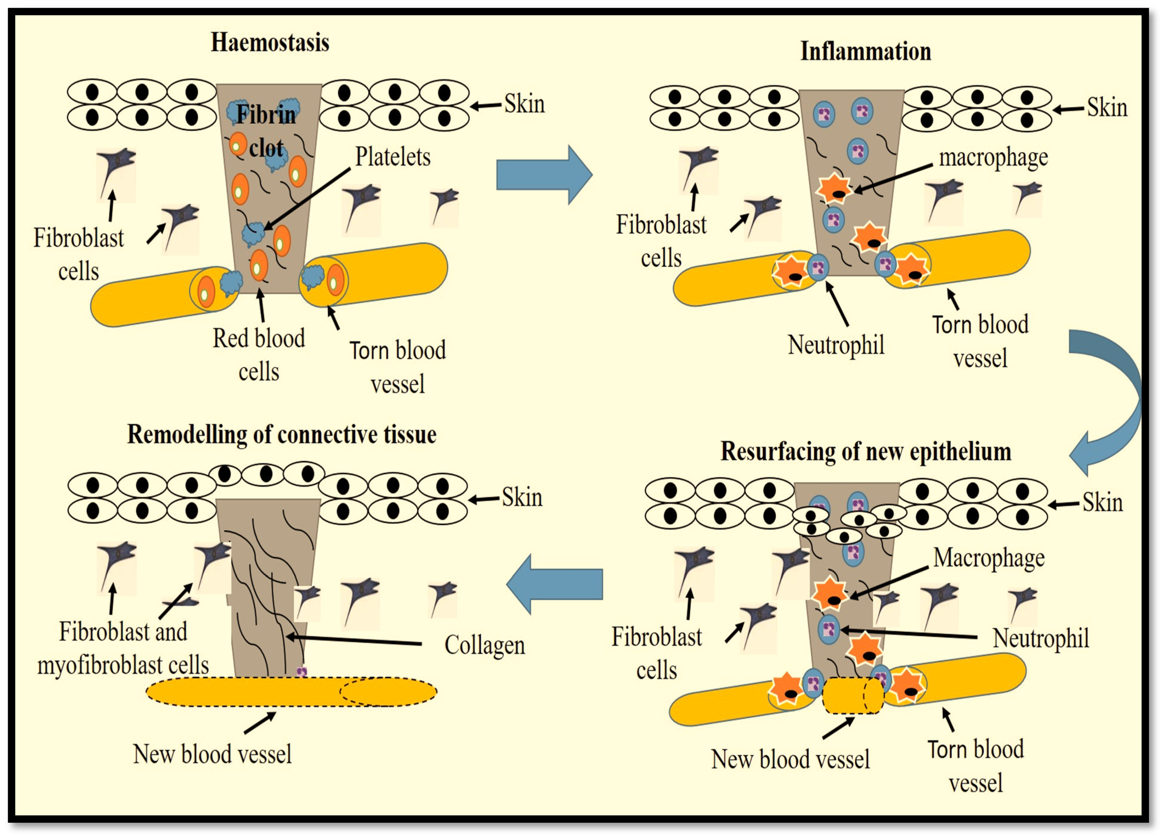 Ijms 23 04210 g001 550
