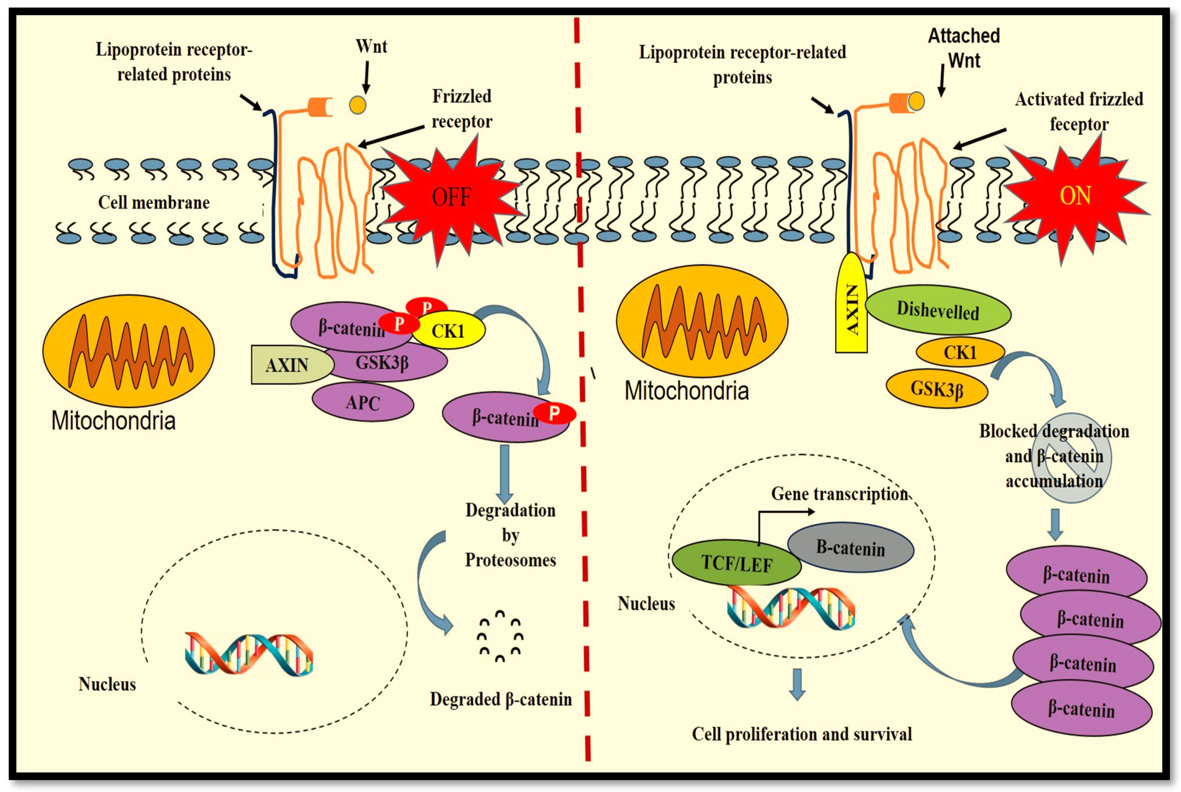 Ijms 23 04210 g002 550