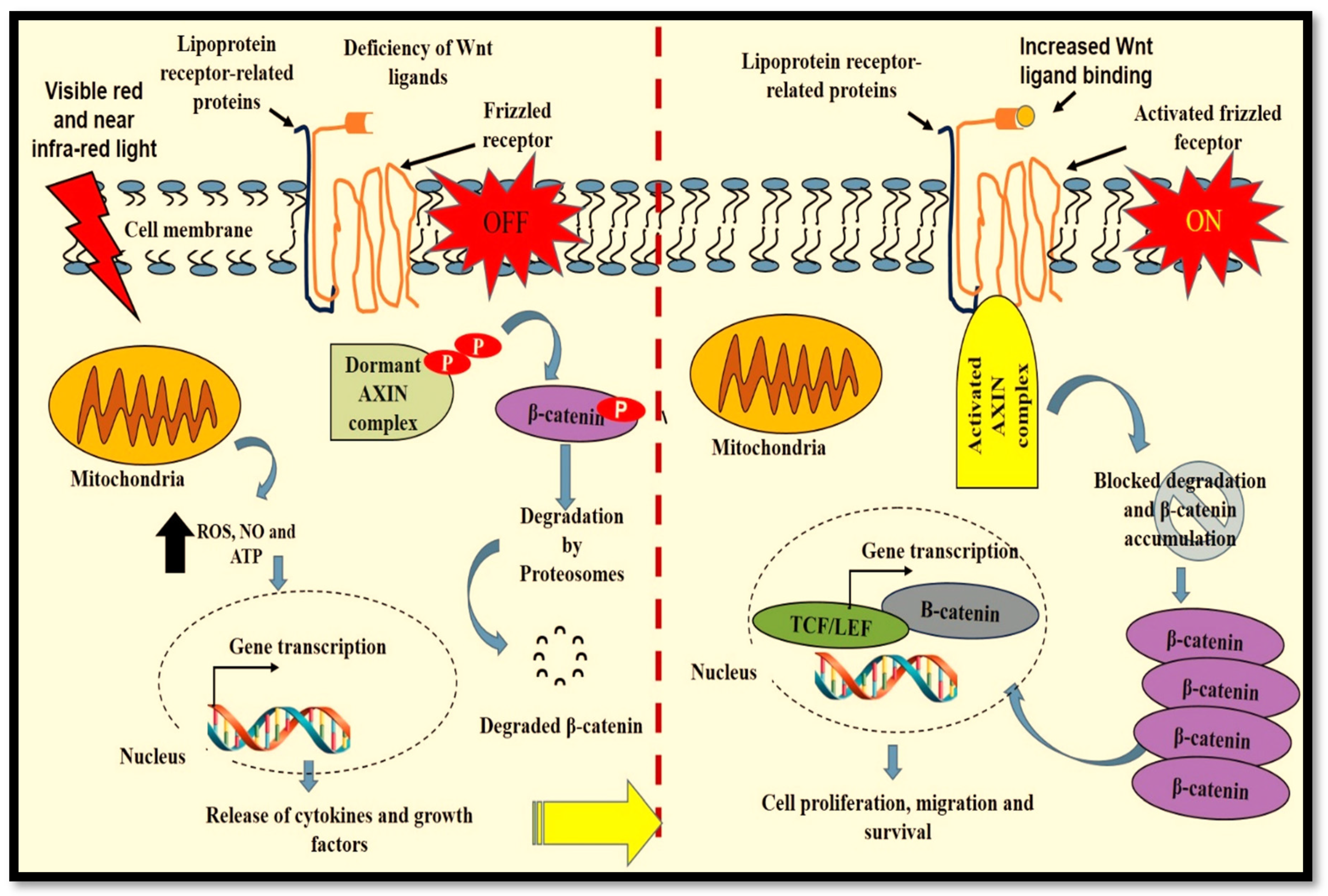 Ijms 23 04210 g003 550