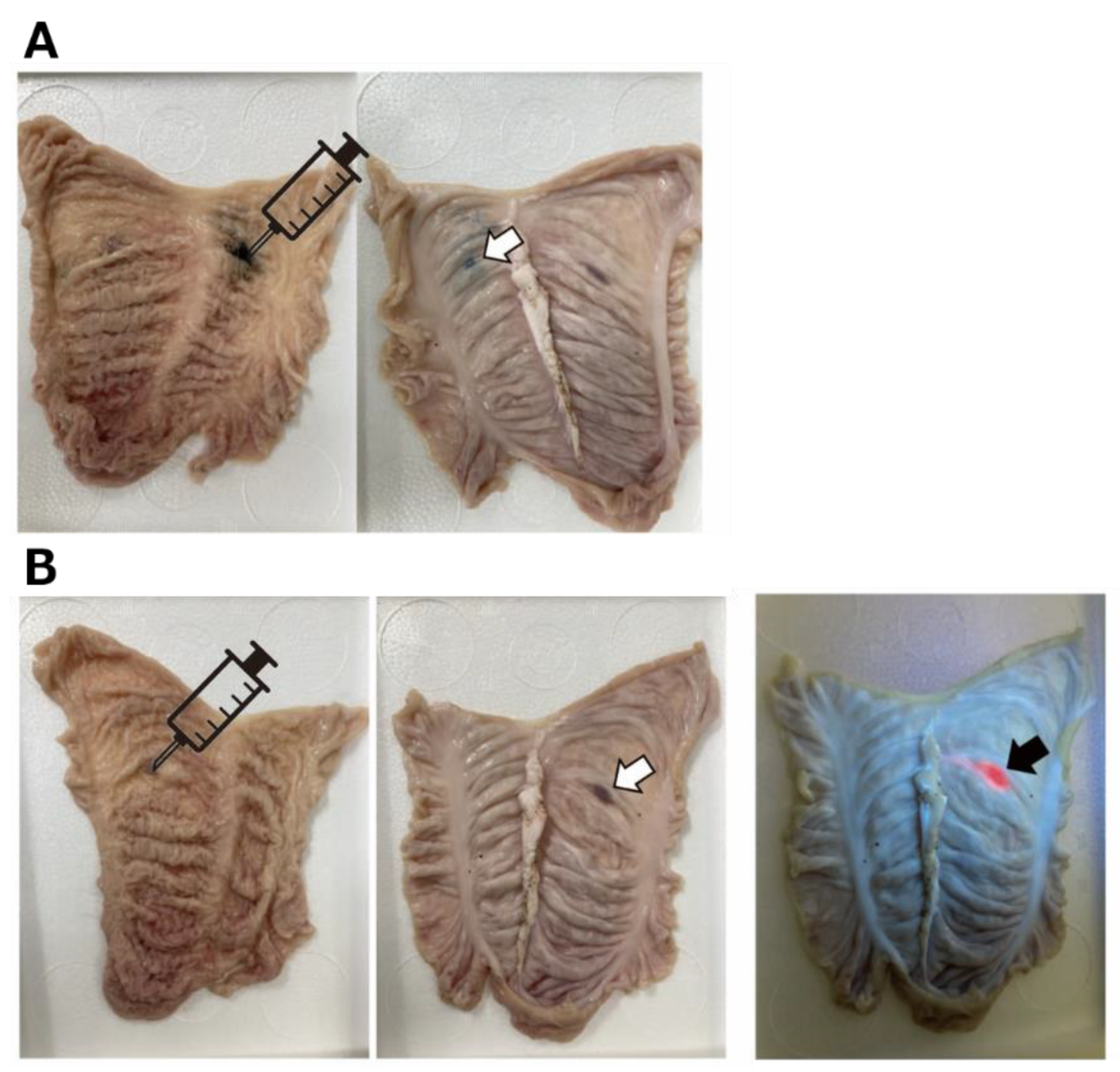 Ijms 23 04218 g007 550