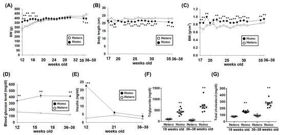 Obese Lab Rats Cardiovascular Characteristics of Zucker Fatty Diabetes Mellitus Rats ...