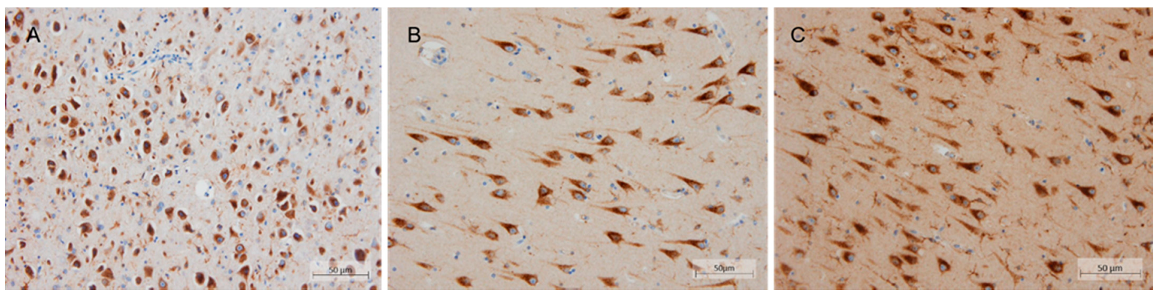 Ijms 23 04230 g005 550