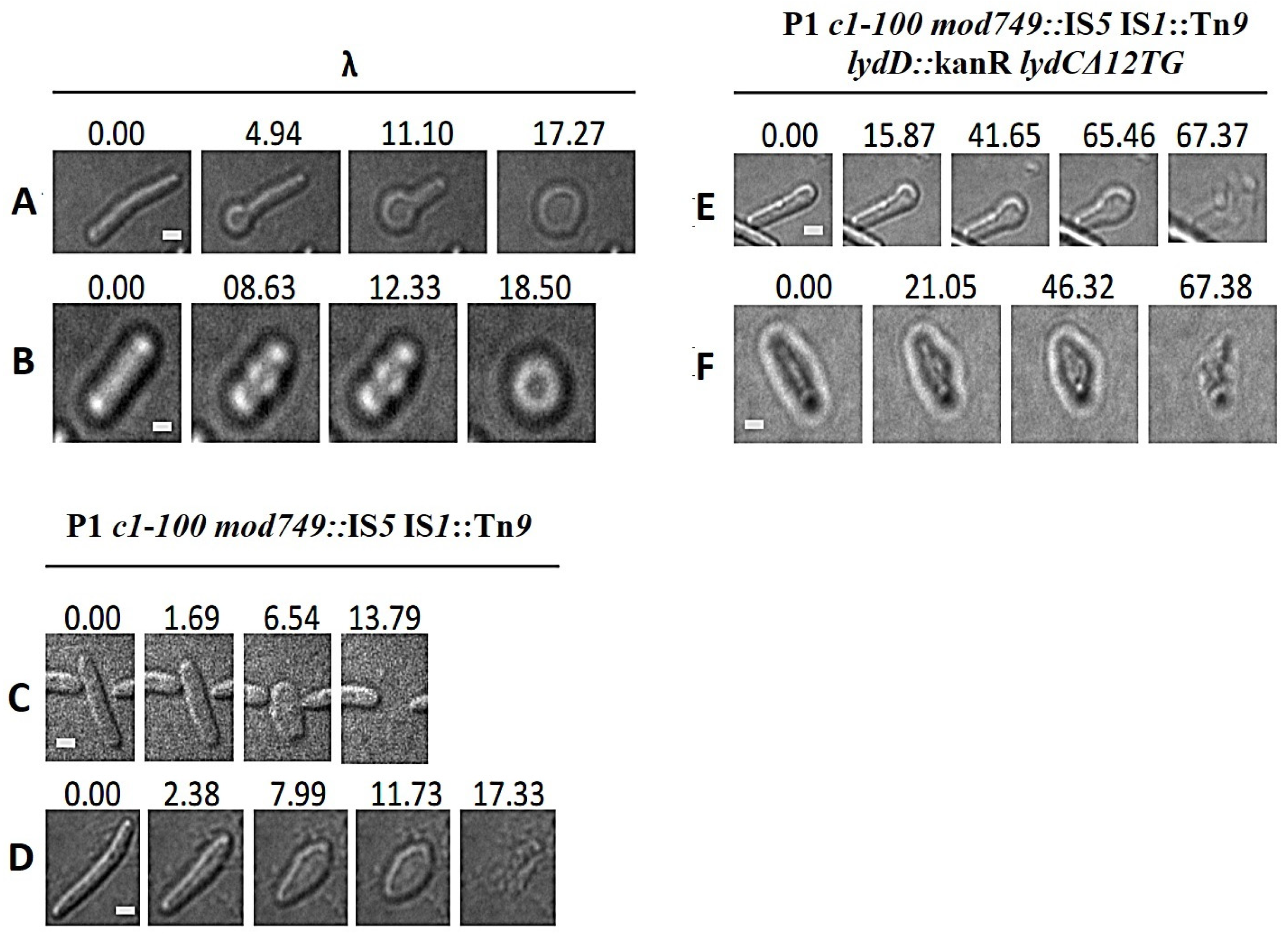 Ijms 23 04231 g007 Ijms 23 04231 g007