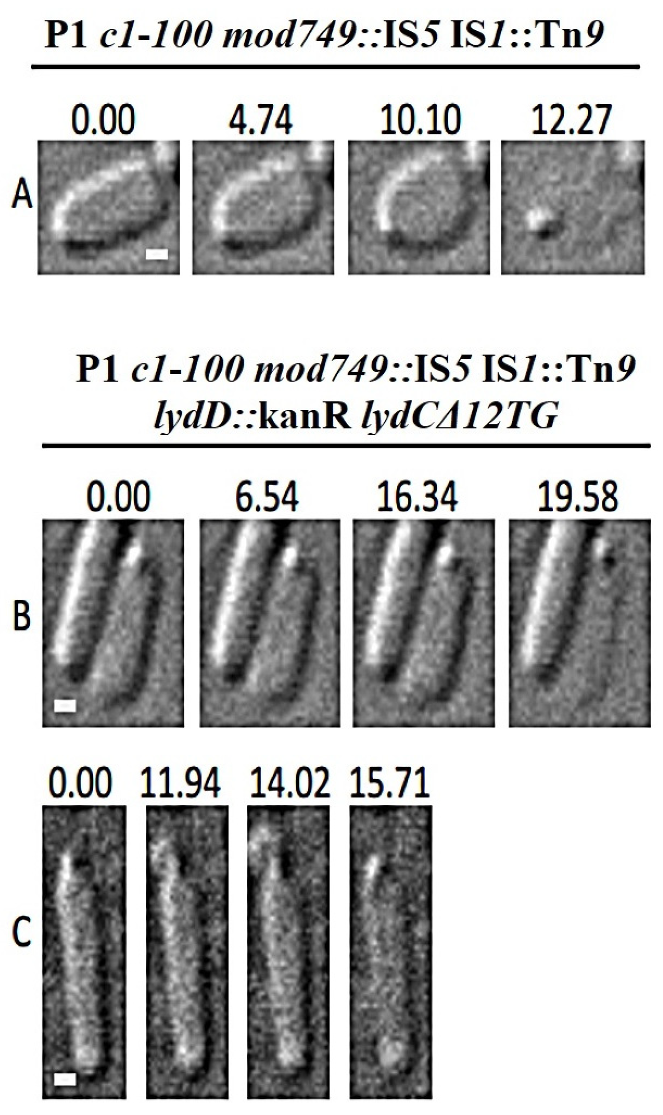 Ijms 23 04231 g008 Ijms 23 04231 g008