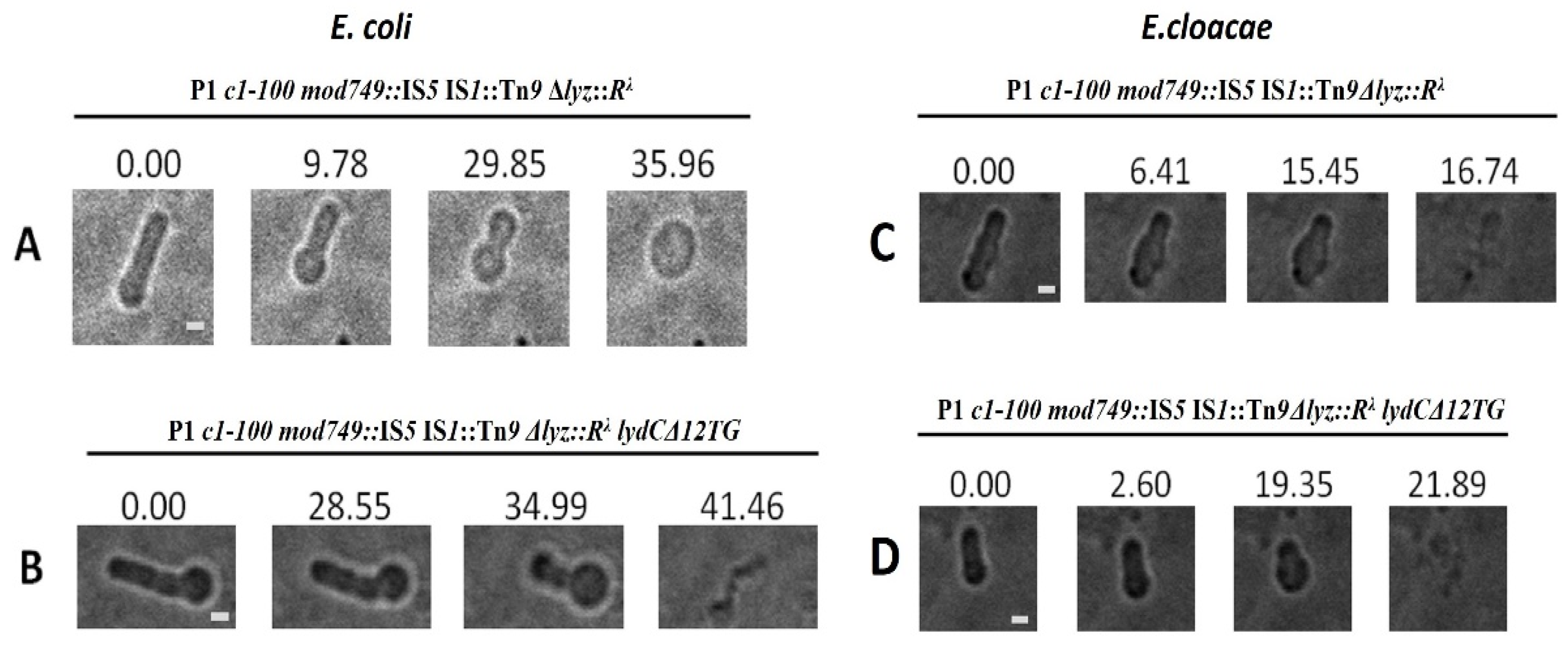 Ijms 23 04231 g009 Ijms 23 04231 g009