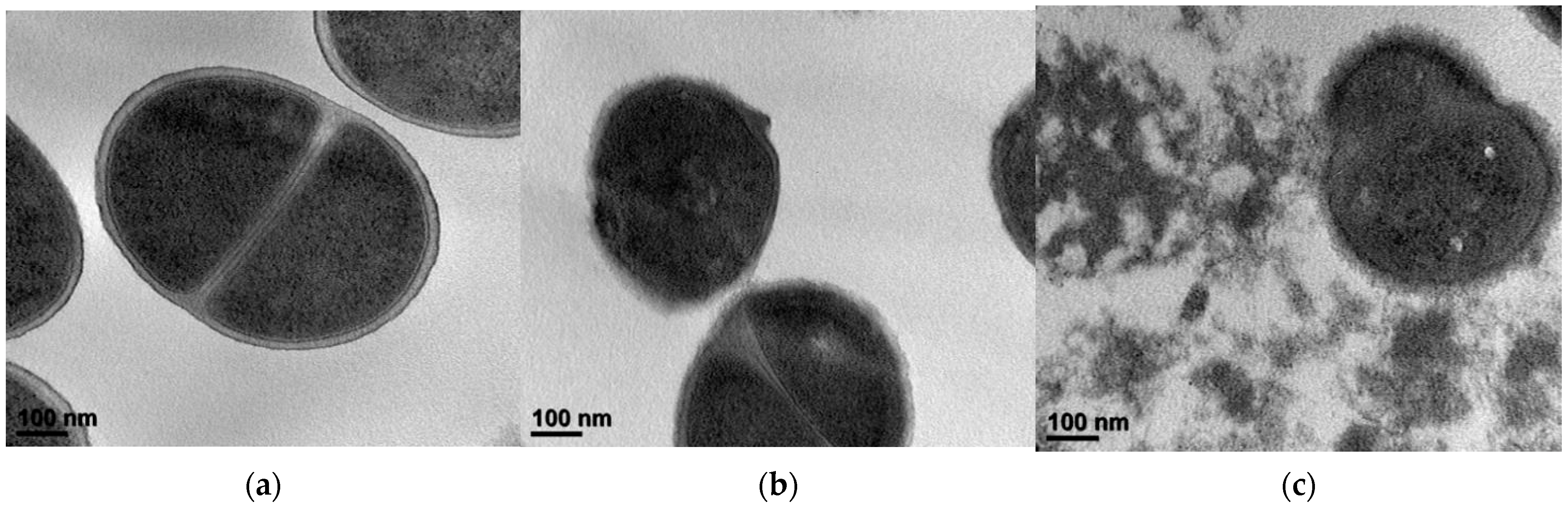 Ijms 23 04232 g004 550