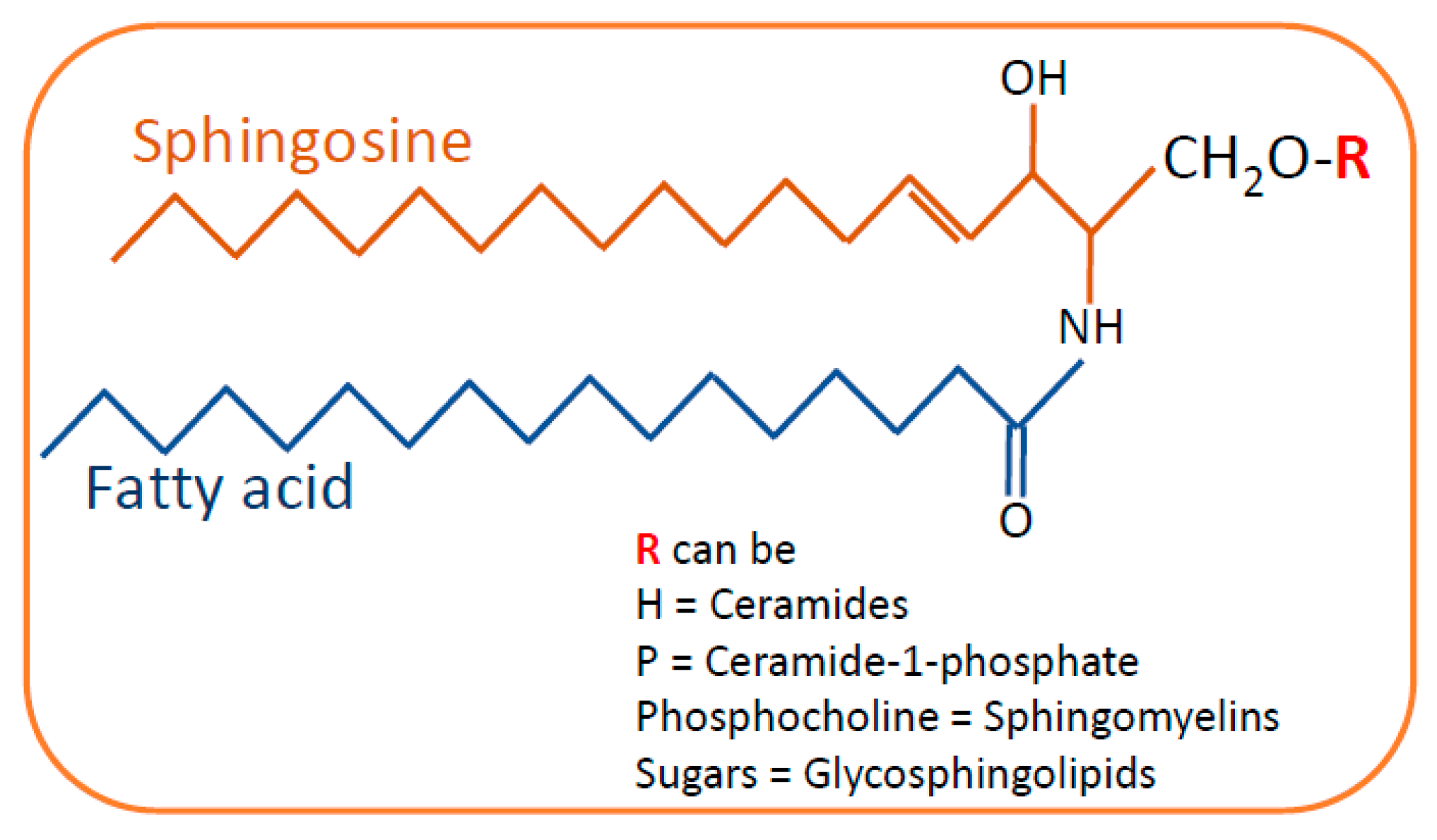 Ceramide Structure Ceramide Structure