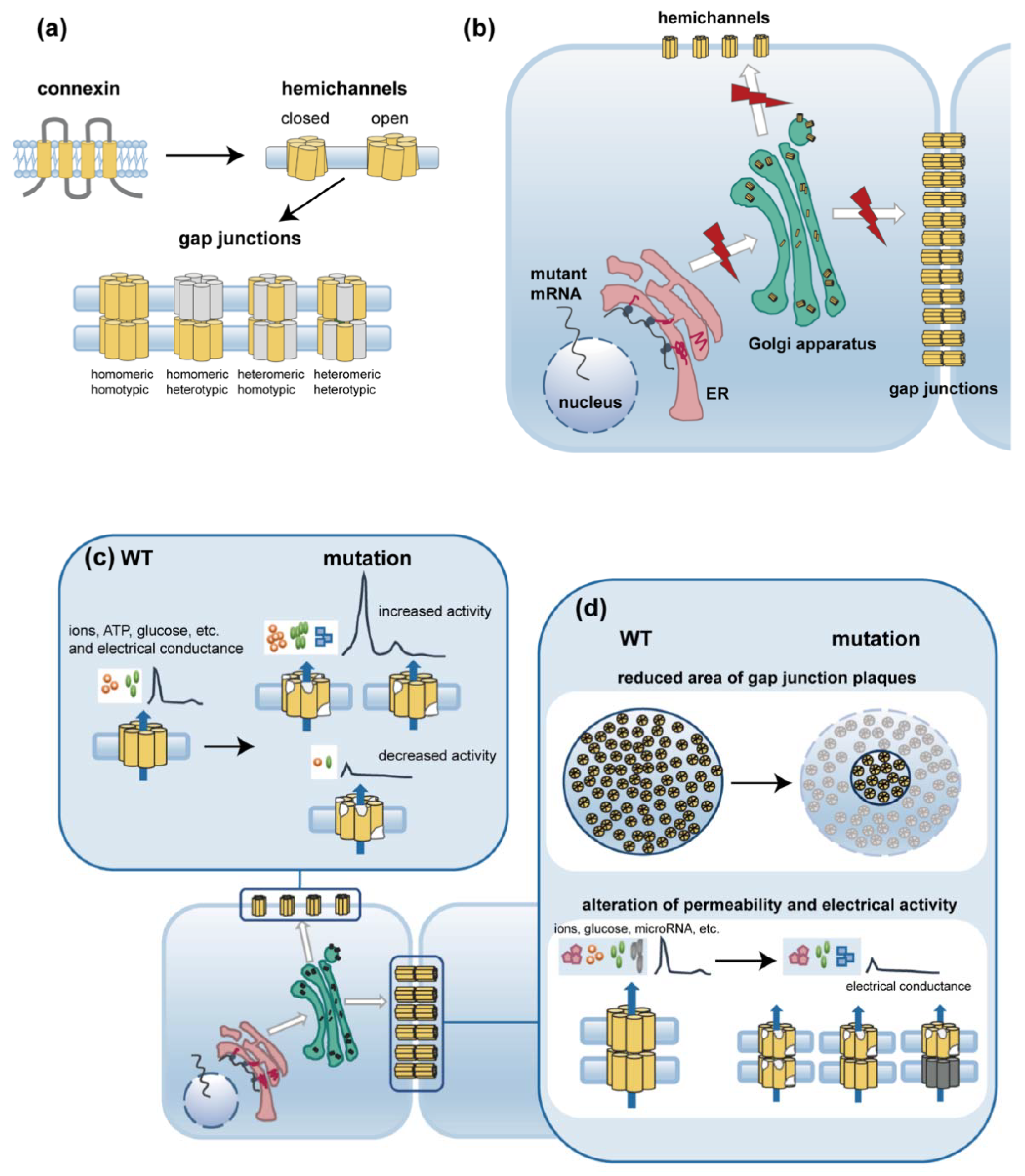 Connexin Mutations and Hereditary Diseases