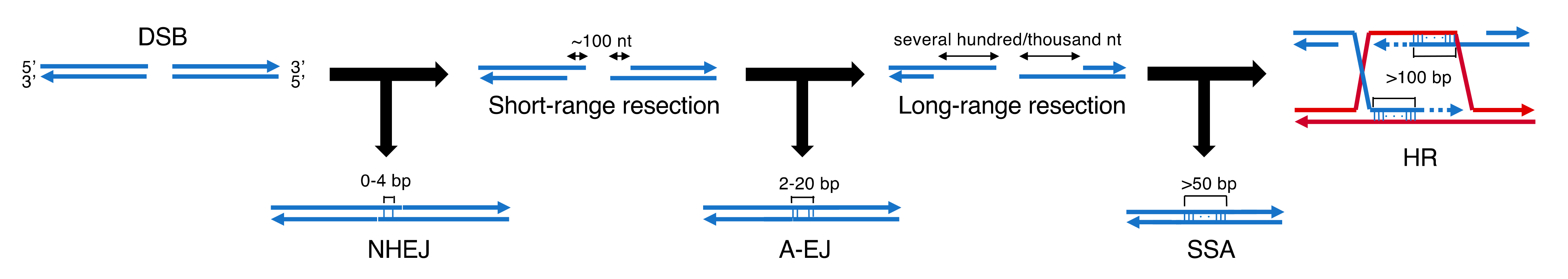 Ijms 23 04264 g001 Ijms 23 04264 g001