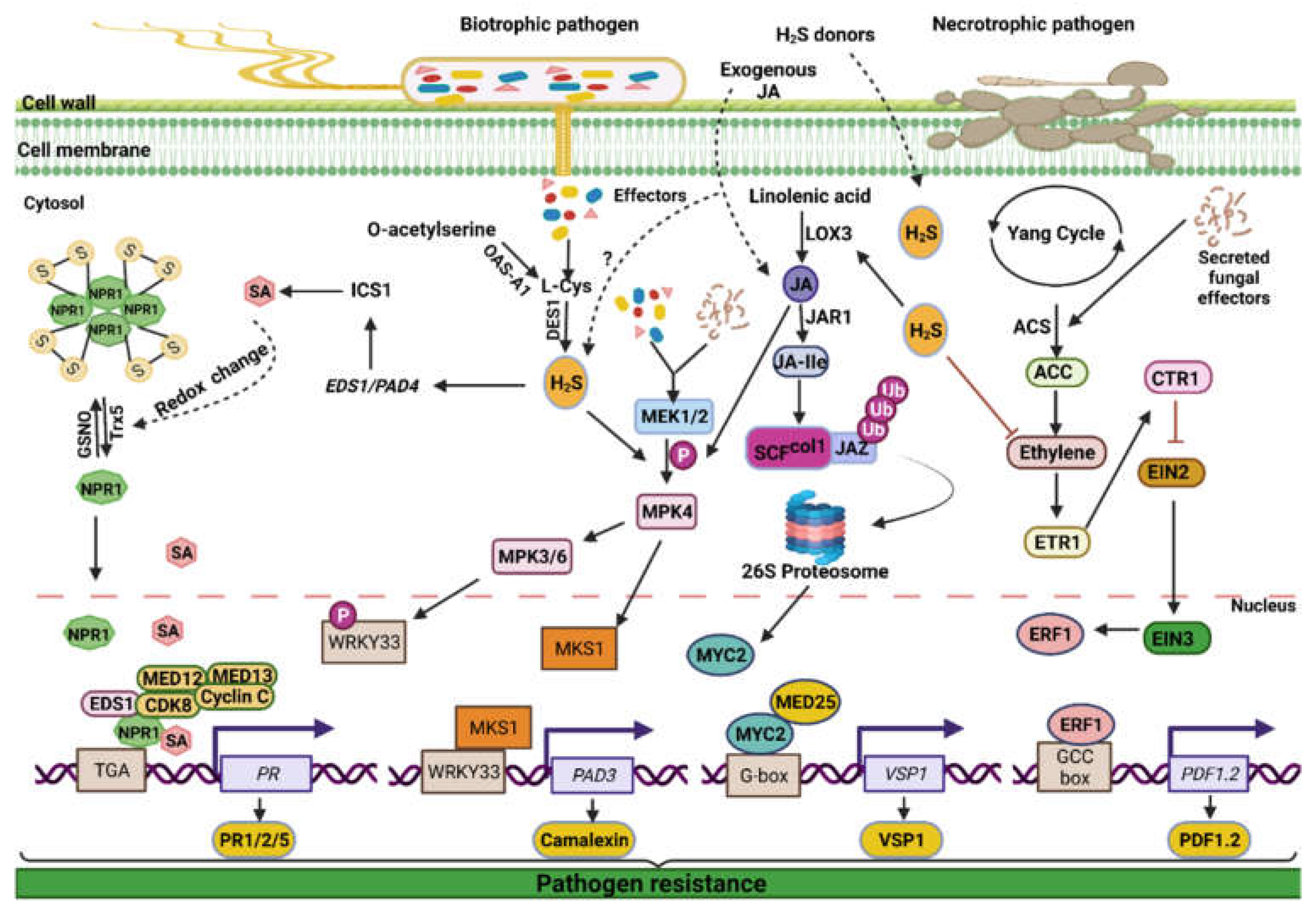 Ijms 23 04272 g007 550